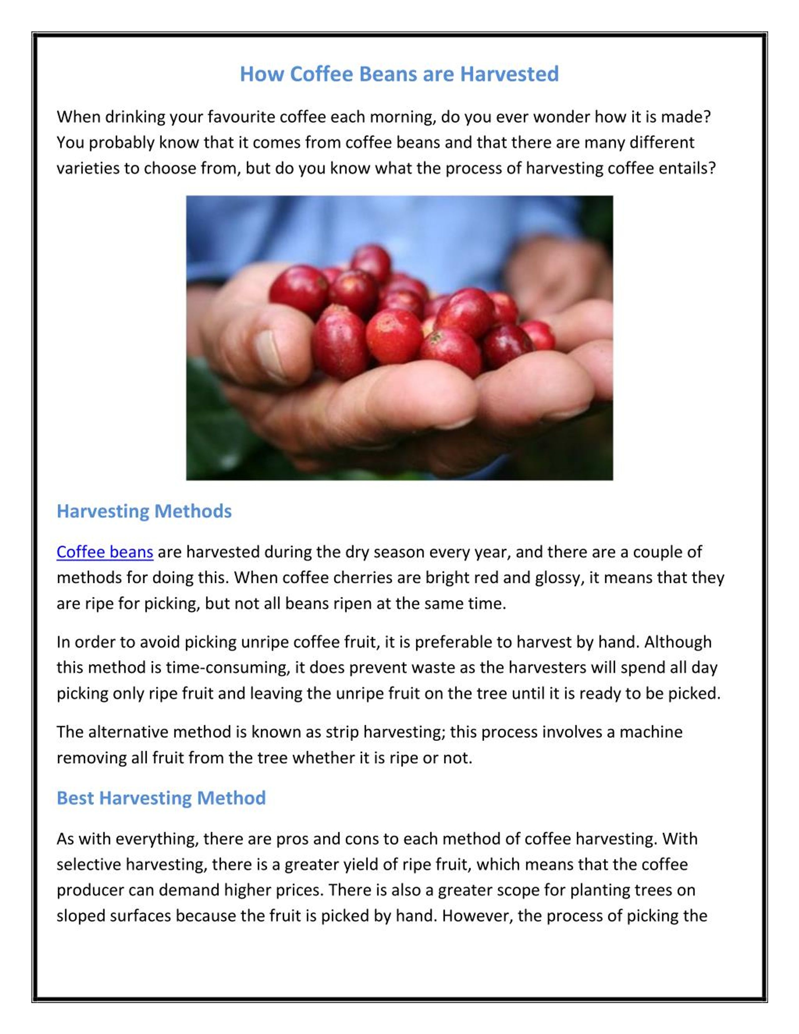 PPT How Coffee Beans are Harvested PowerPoint Presentation, free