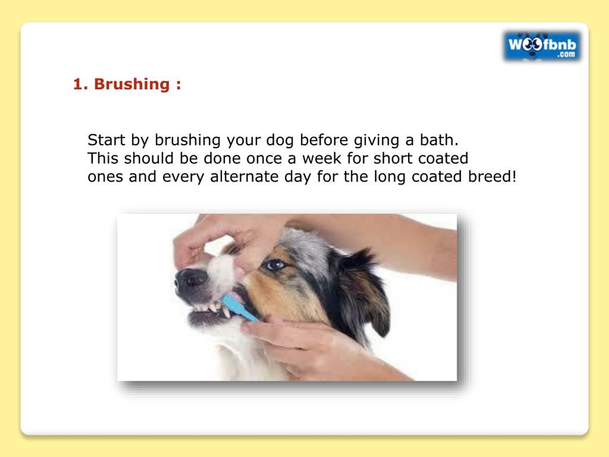 PPT Pet Grooming Services in Pune PowerPoint Presentation, free