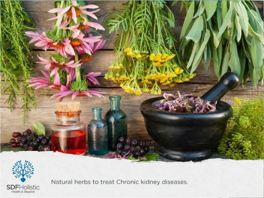 PPT Natural herbs to treat Chronic kidney diseases.pptx PowerPoint