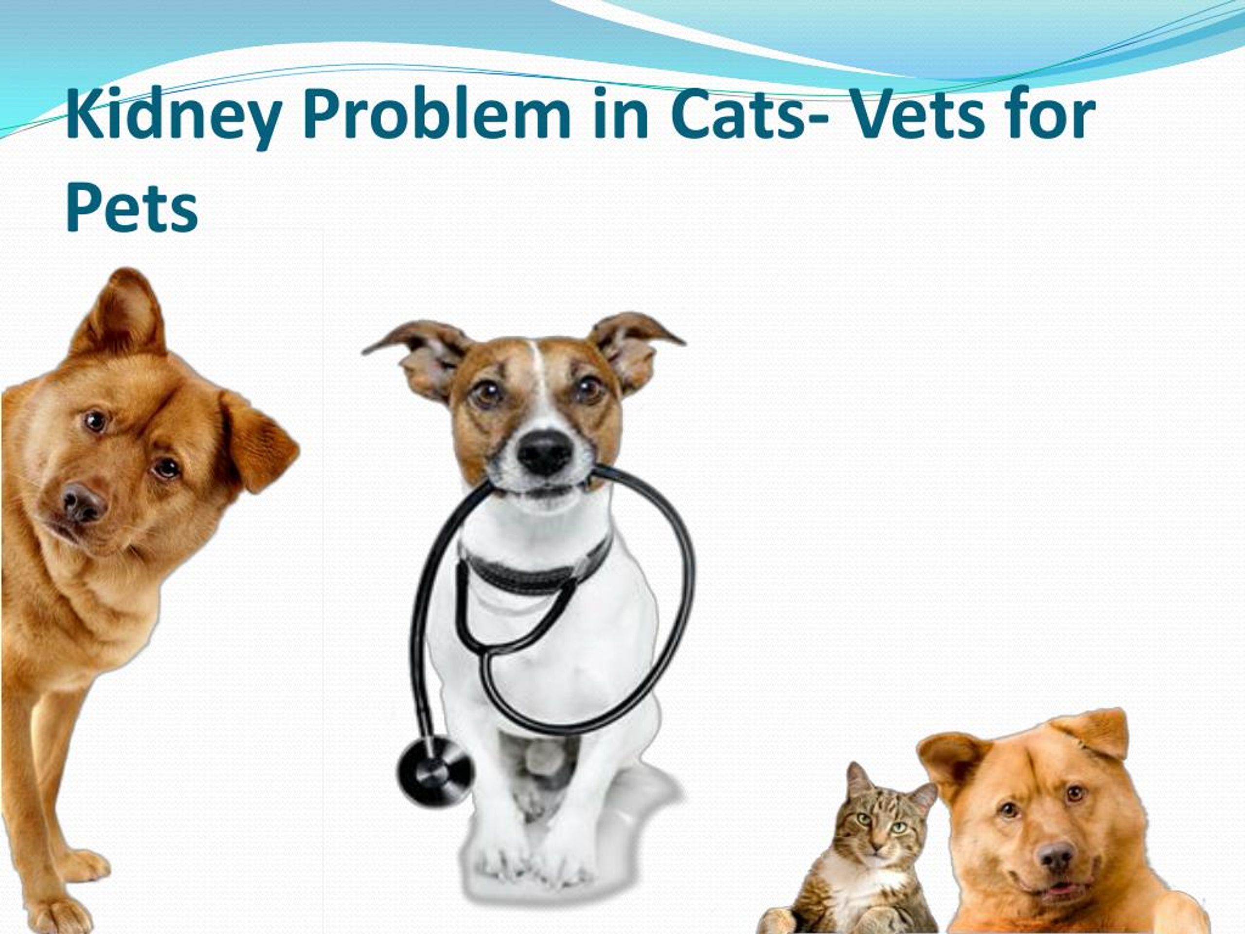 PPT Kidney Problem Veterinary Surgeon PowerPoint Presentation, free