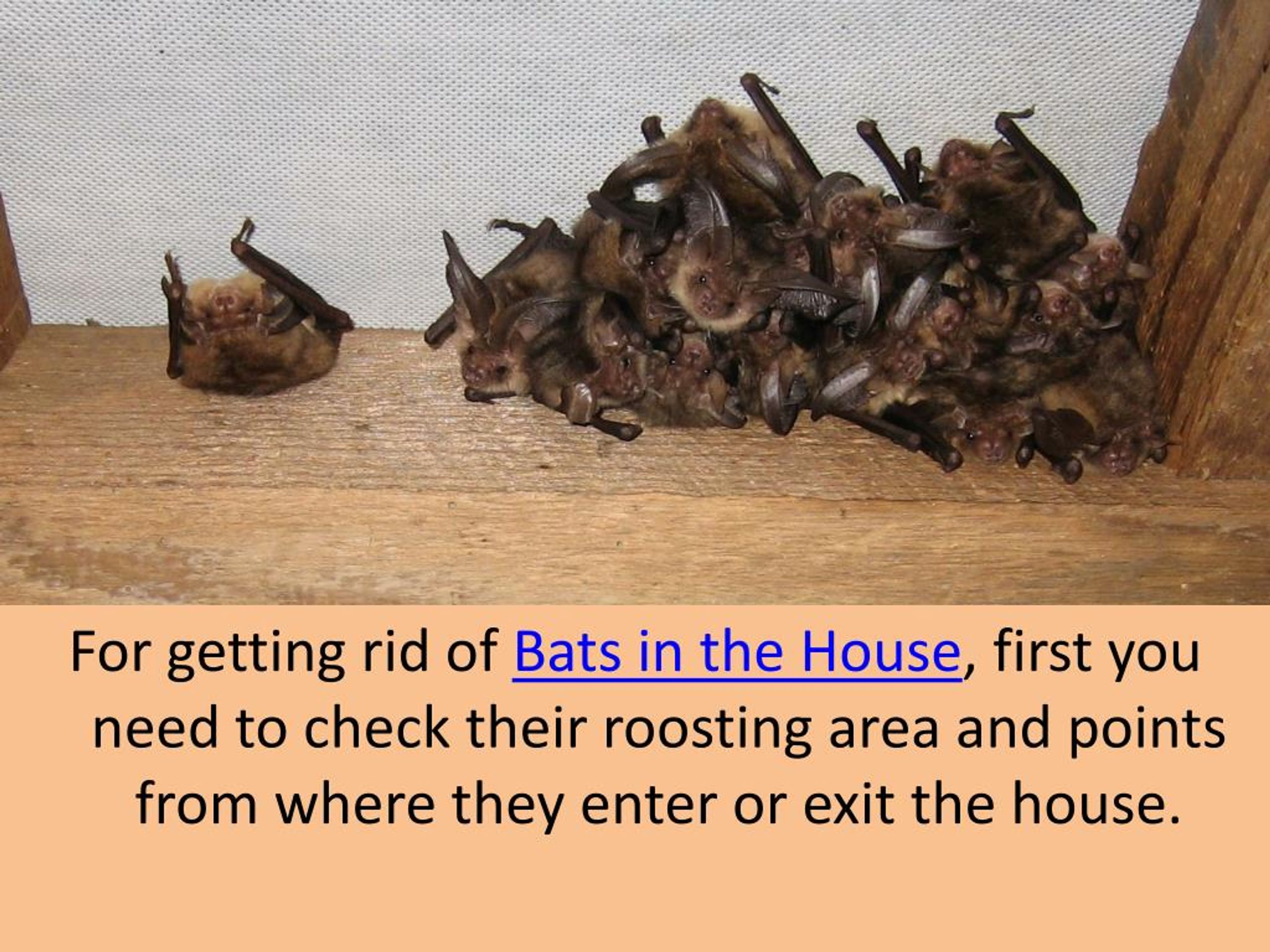 PPT Bats in House How to Get Rid Of PowerPoint Presentation, free
