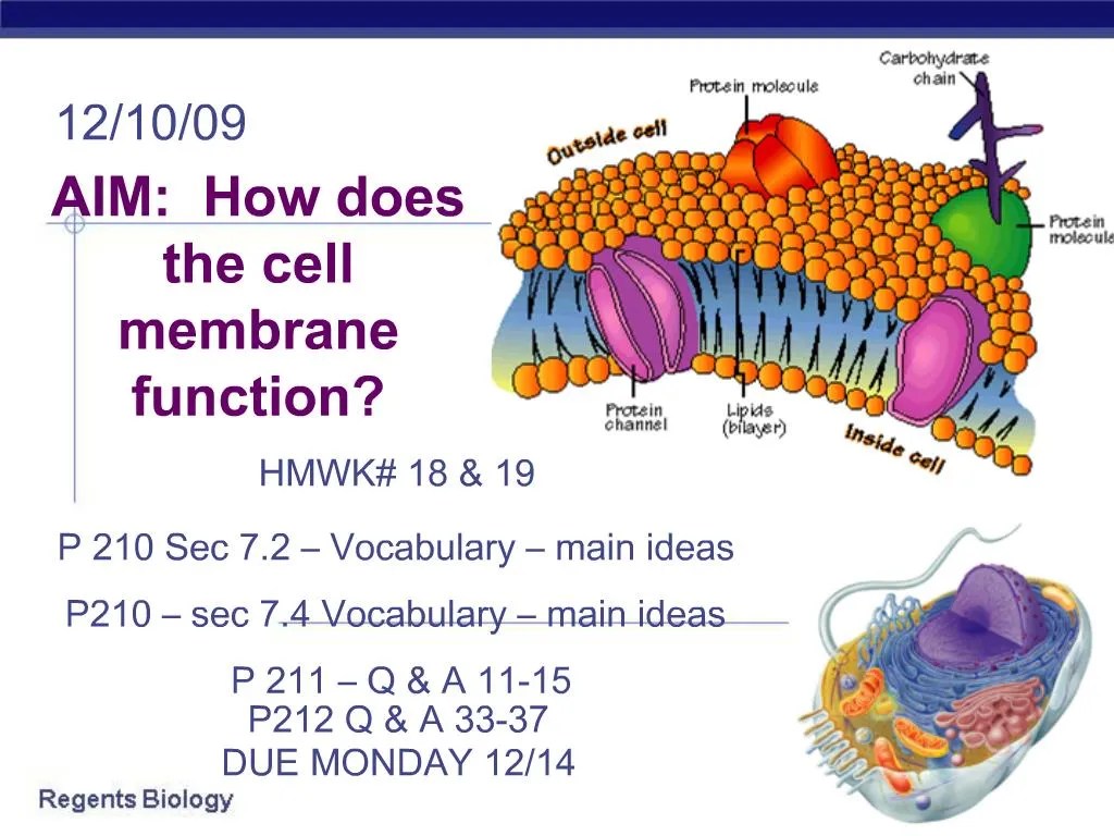 PPT AIM How does the cell membrane function PowerPoint Presentation