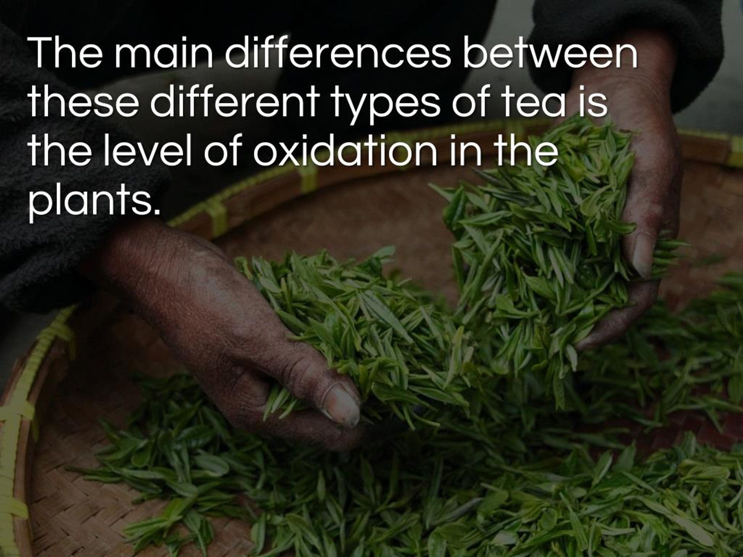 PPT Black Tea Benefits Is black tea as healthy as green tea