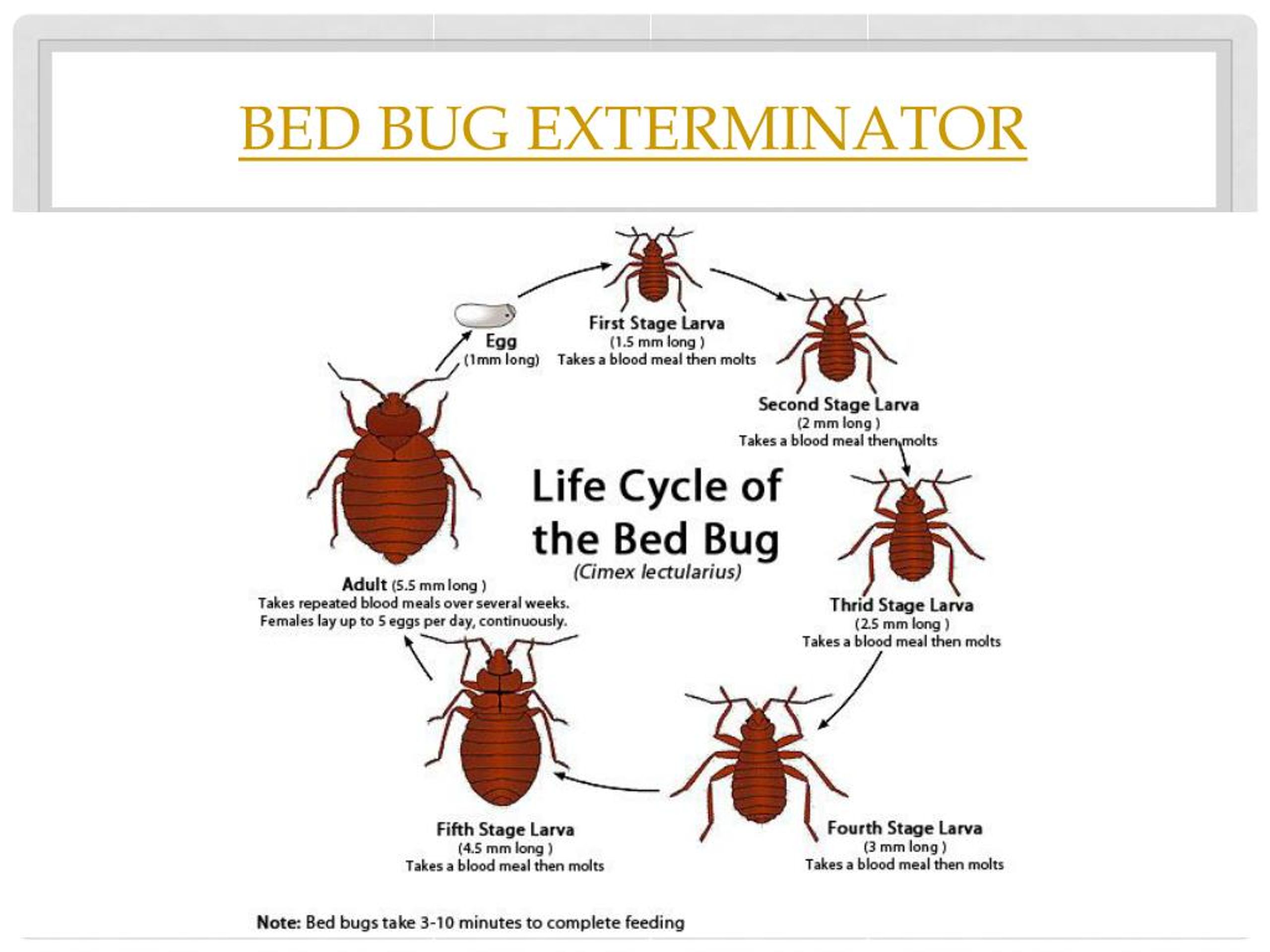 PPT kill bed bugs PowerPoint Presentation, free download ID7530478