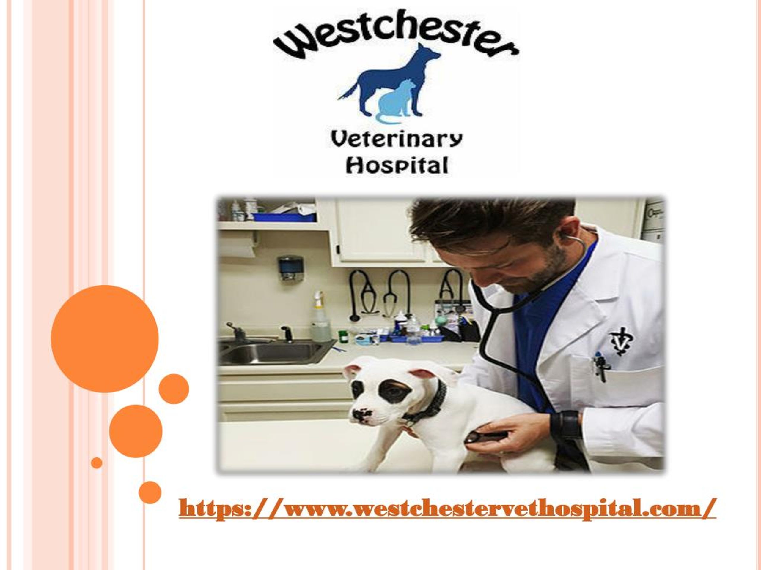 PPT Westchester Veterinary Hospital PowerPoint Presentation, free