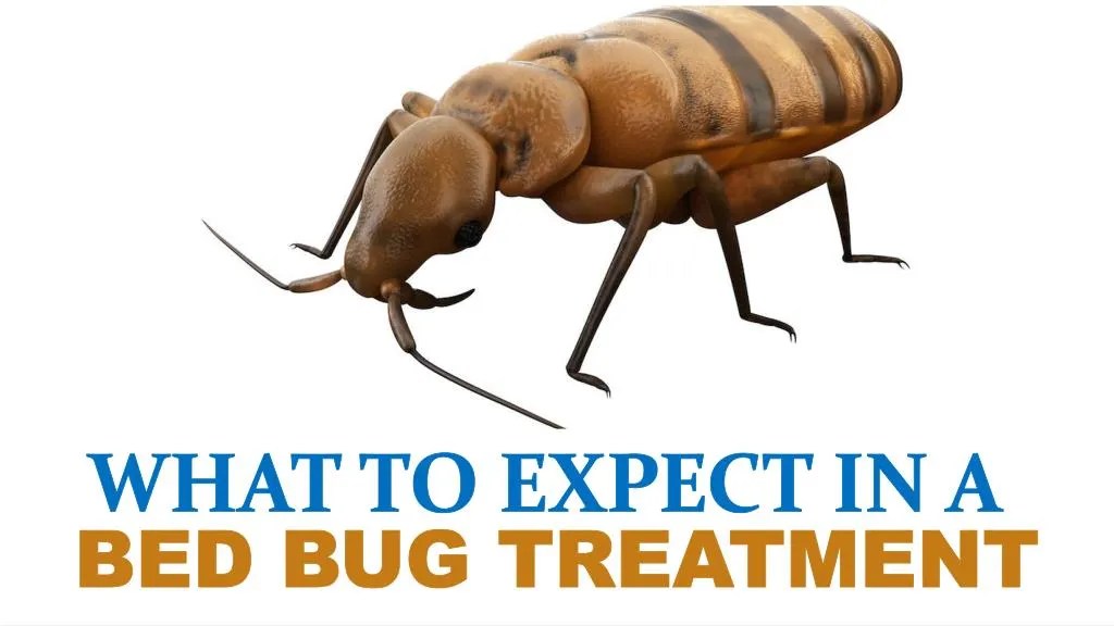 PPT What to Expect in a Bed Bug Treatment PowerPoint Presentation