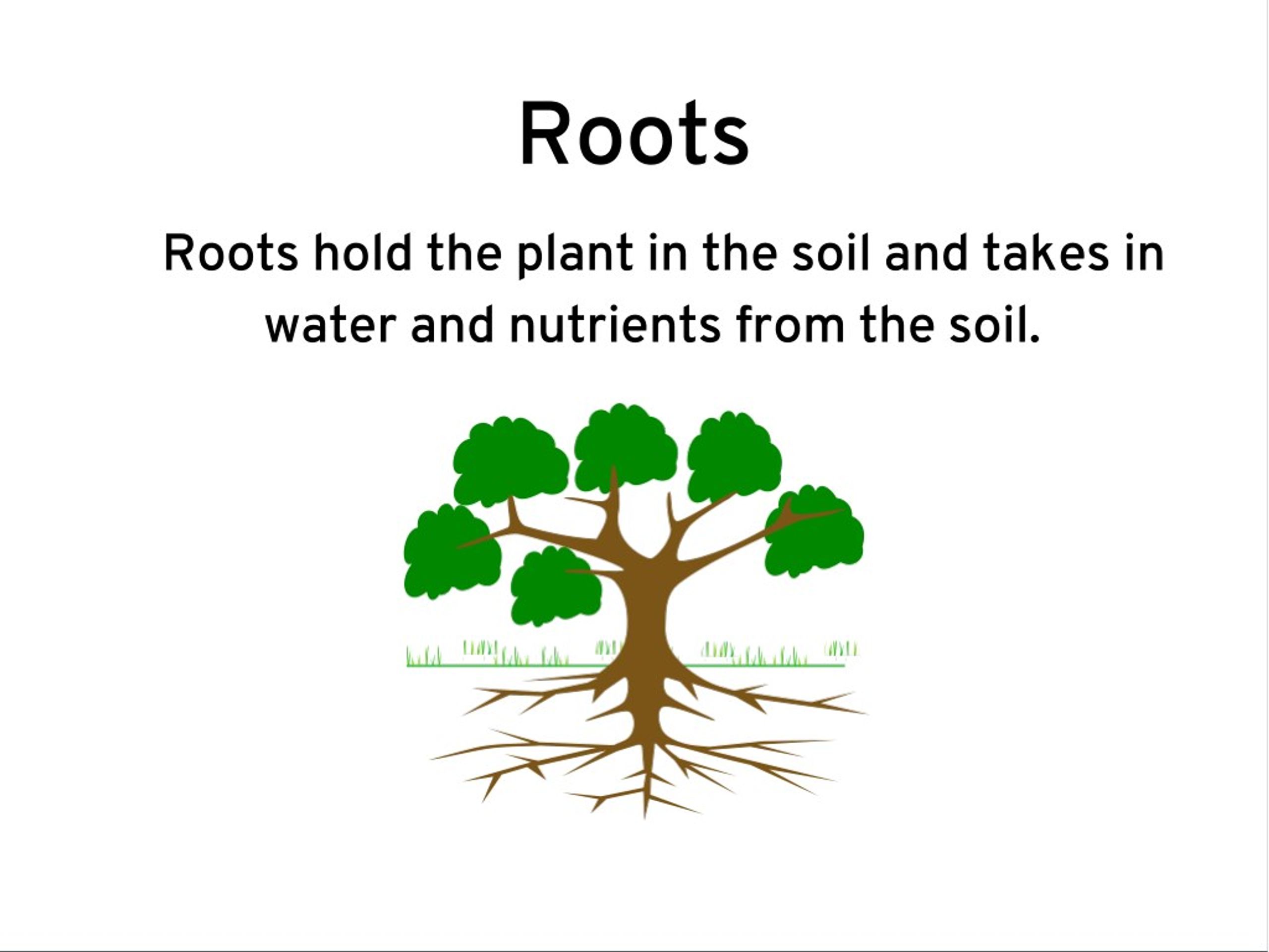 PPT Life Cycle of a Plant PowerPoint Presentation, free download ID