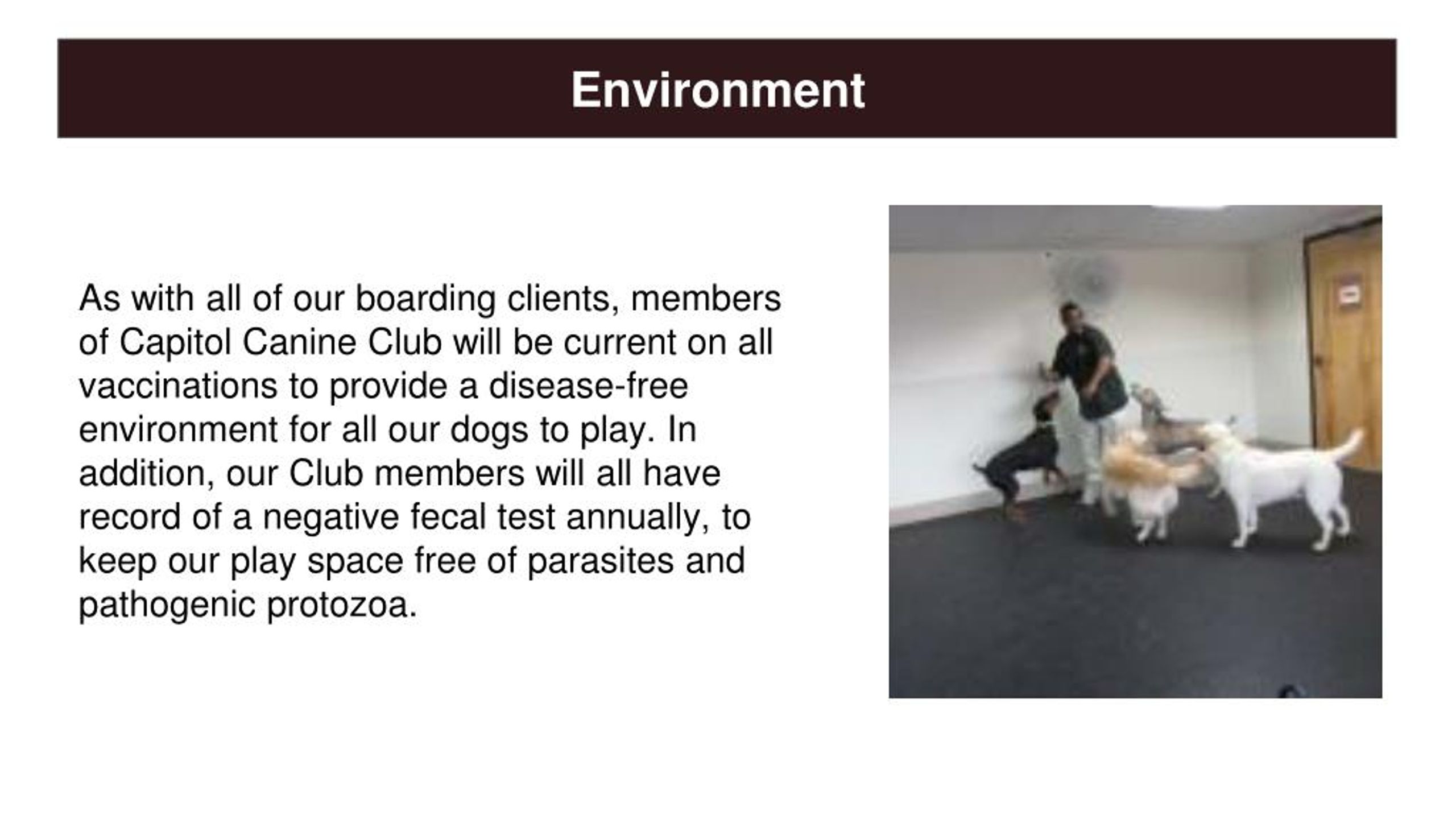 PPT Best Dog Boarding McLean VA PowerPoint Presentation, free download ID7805660