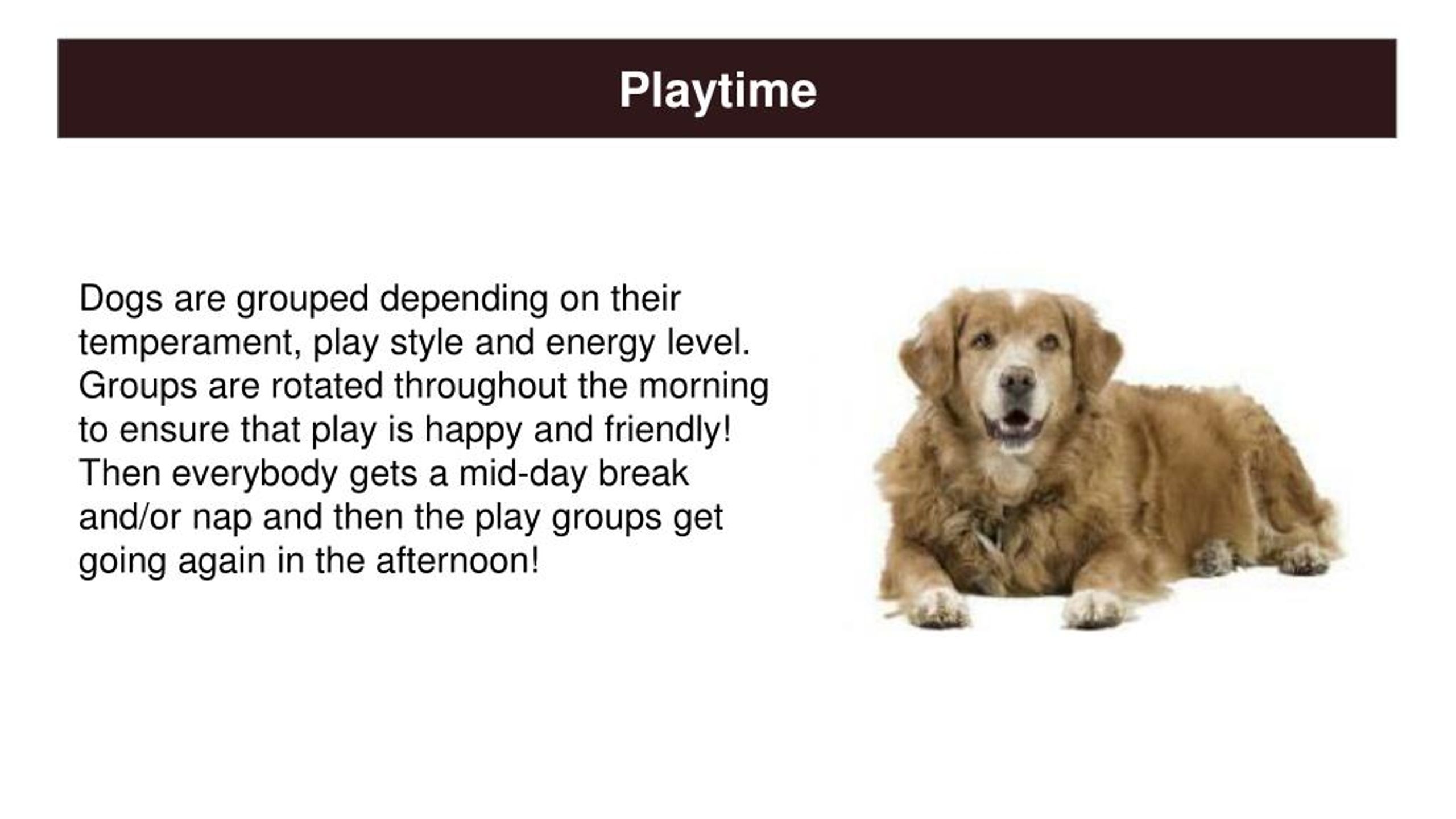 PPT Best Dog Boarding McLean VA PowerPoint Presentation, free download ID7805660
