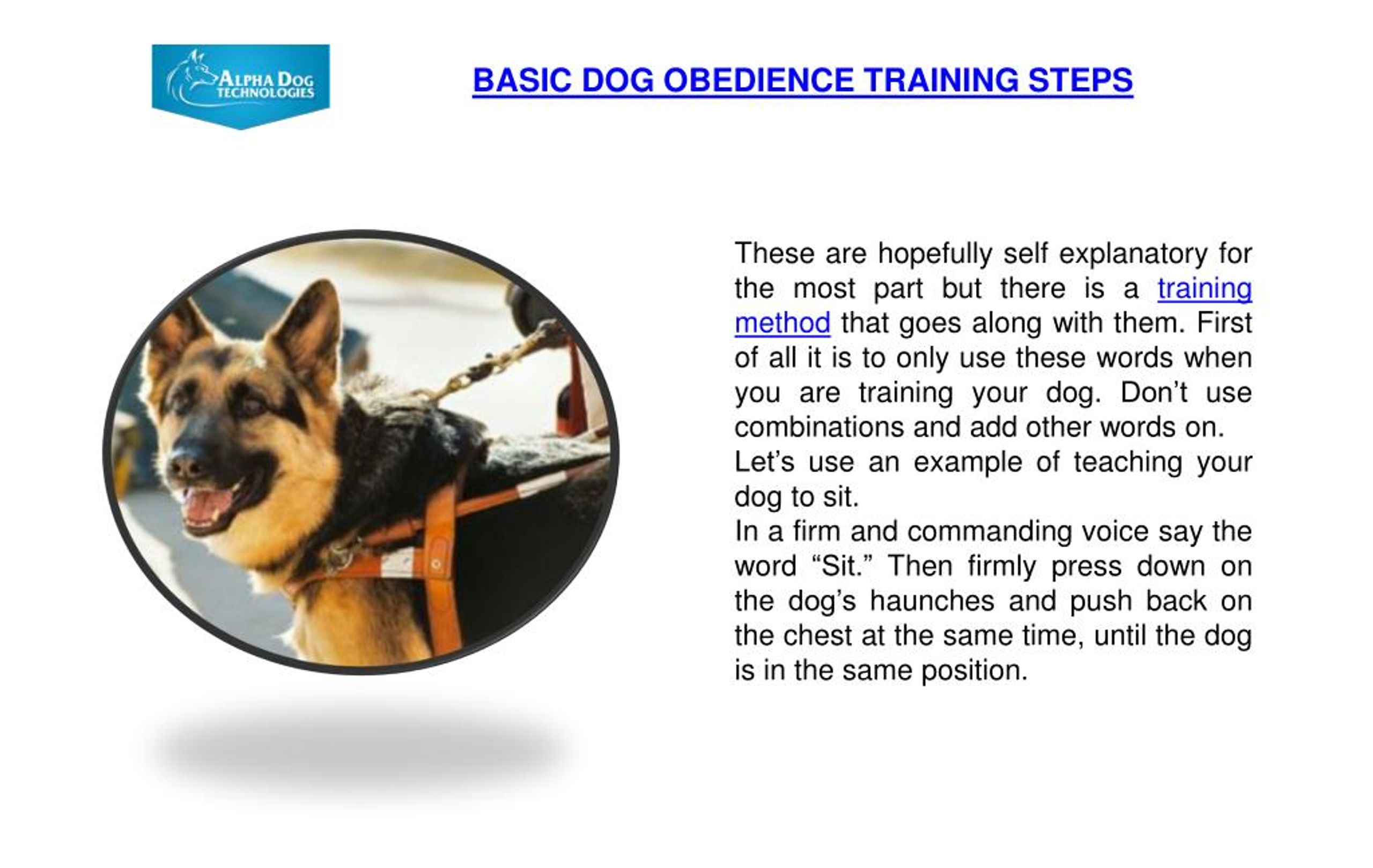 PPT Basic Dog Obedience Training Steps PowerPoint Presentation, free