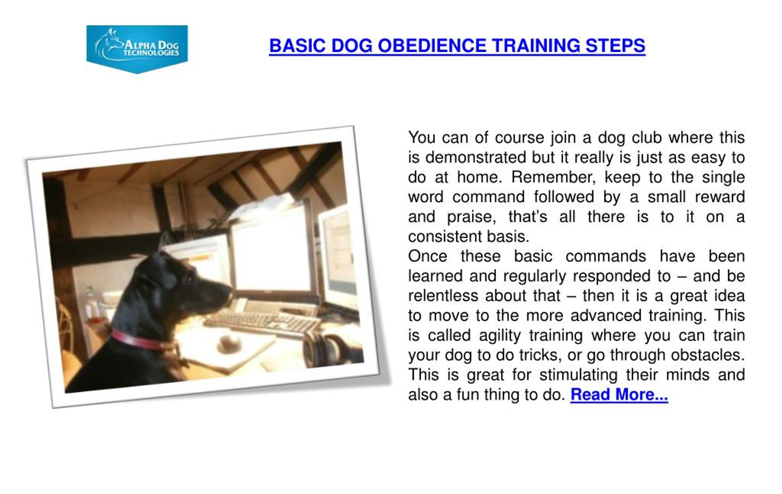 PPT Basic Dog Obedience Training Steps PowerPoint Presentation, free