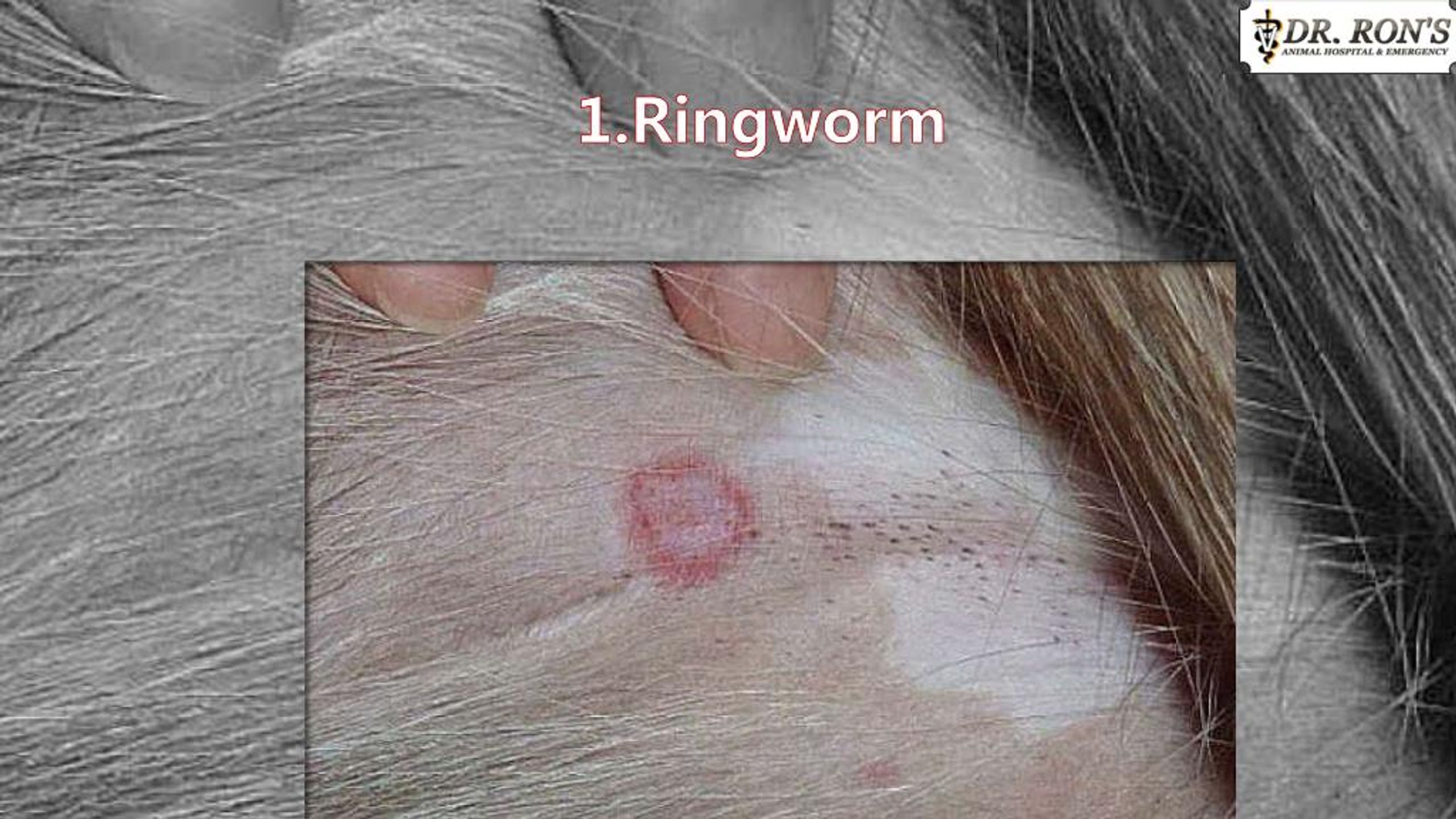 PPT Can Pet Diseases be Contagious to Humans PowerPoint Presentation