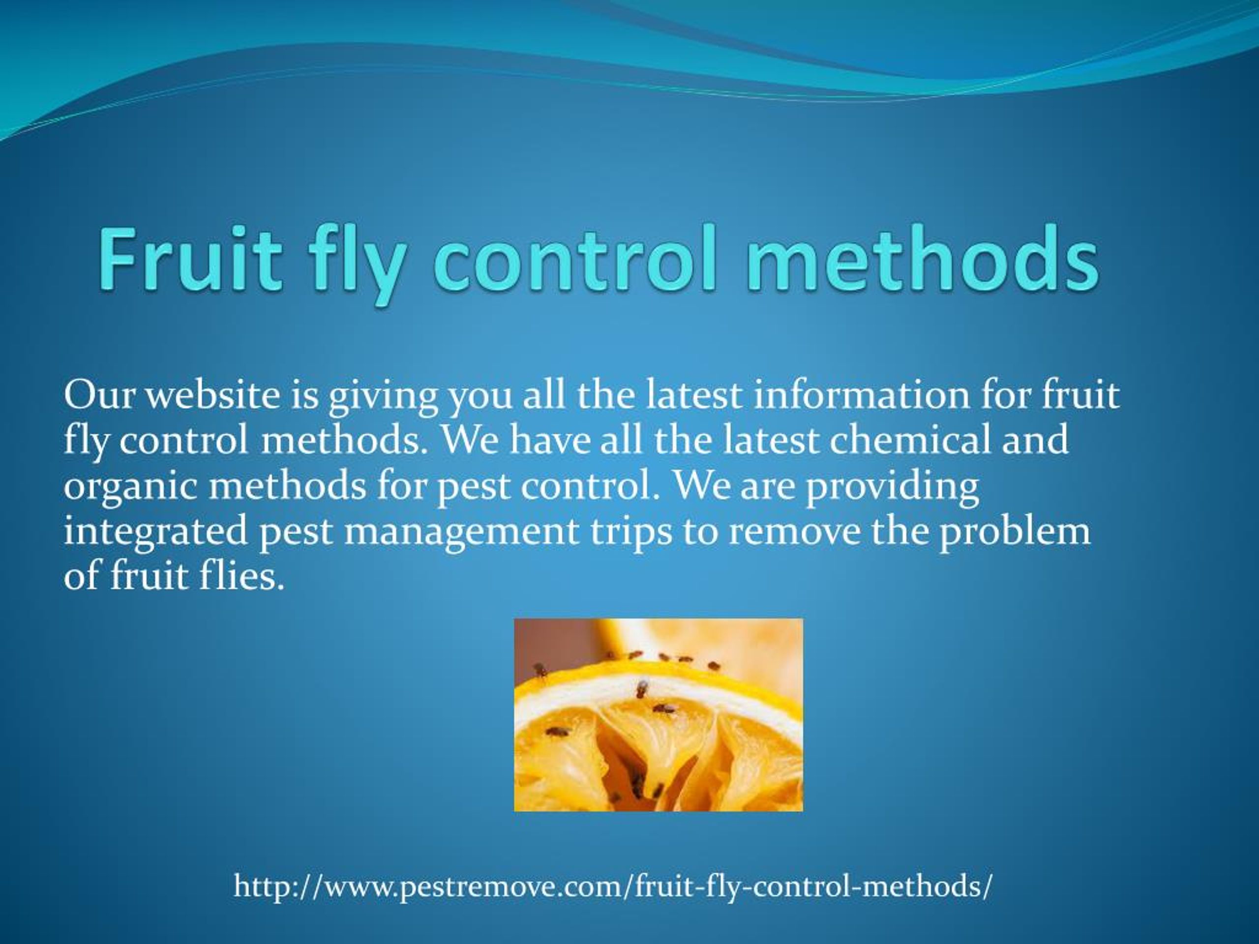 PPT FRUIT FLY CONTROL METHODS PowerPoint Presentation, free download ID7894921