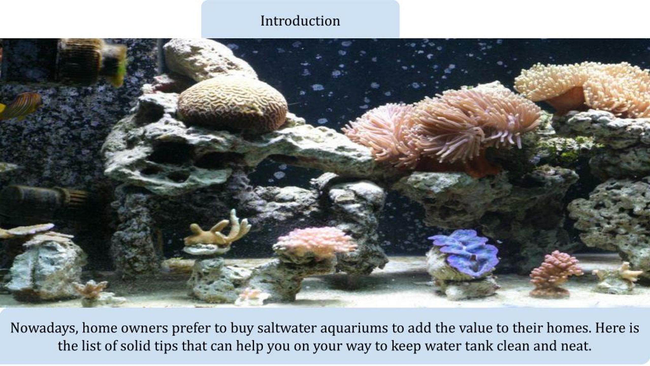 PPT How To Keep Saltwater Fish Tank Clean And Neat PowerPoint