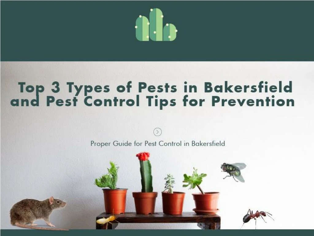 PPT Proper Guide on Different Types of Pest and How to Control them