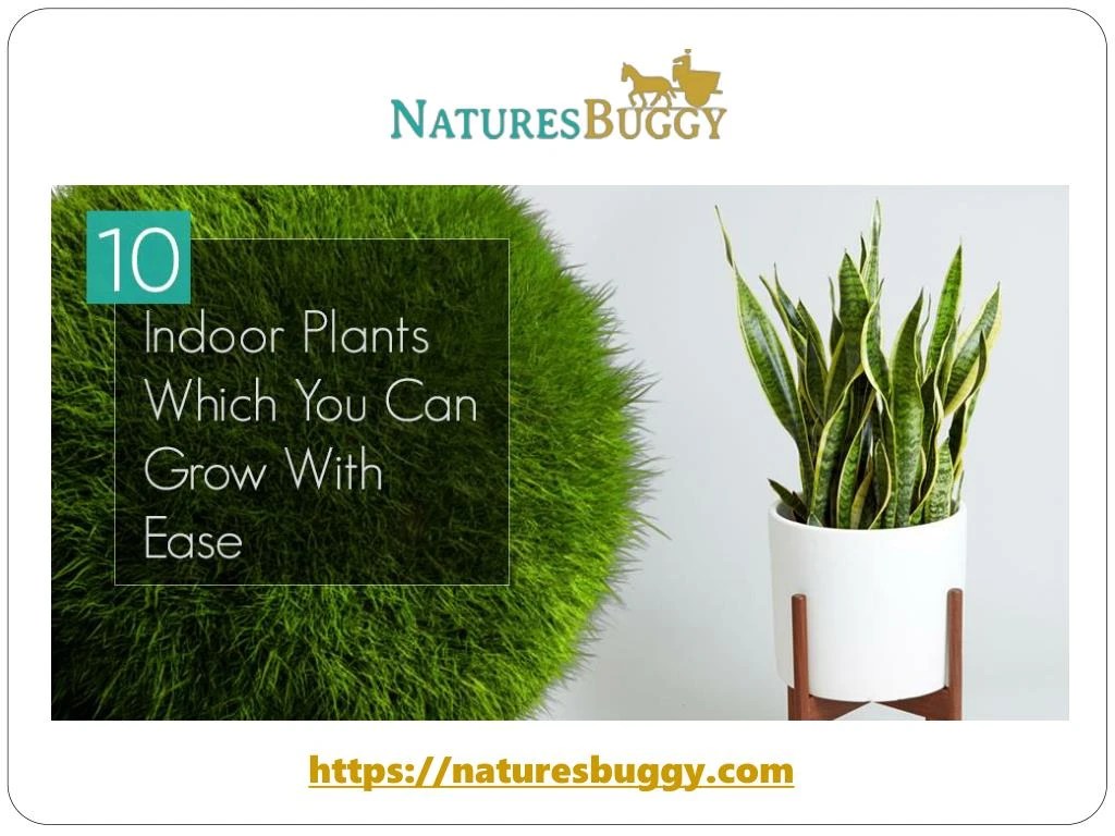 PPT 10 Indoor Plants Which you can Grow with Ease PowerPoint