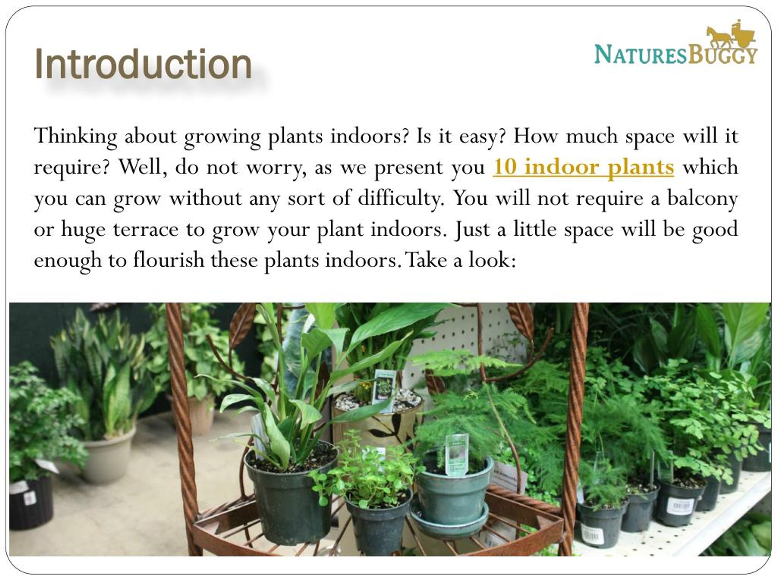 PPT 10 Indoor Plants Which you can Grow with Ease PowerPoint