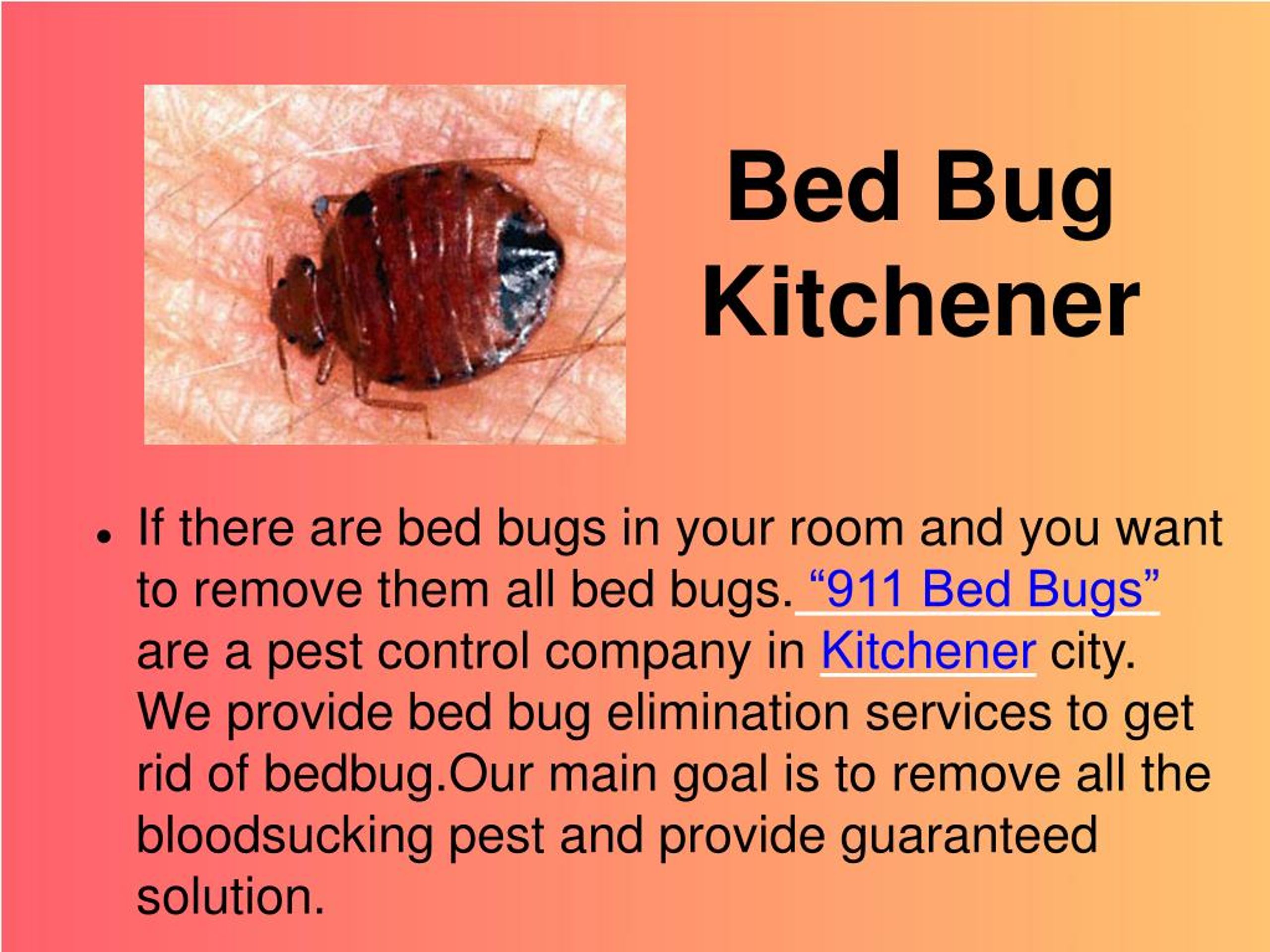 PPT Bed Bug Kitchener PowerPoint Presentation, free download ID8045496