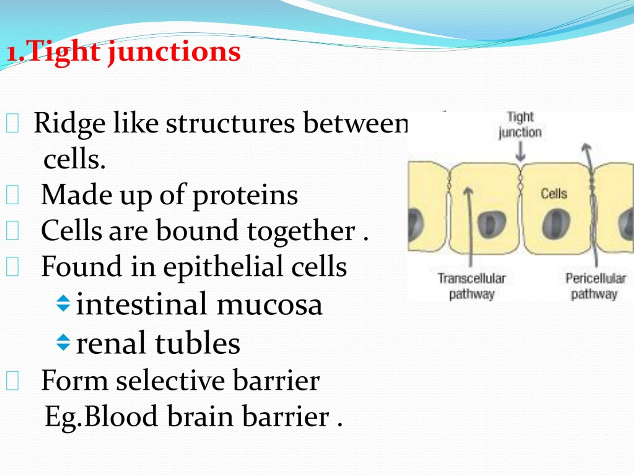 Ppt Cell Junctions Powerpoint Presentation Free To View Id F Hot Sex