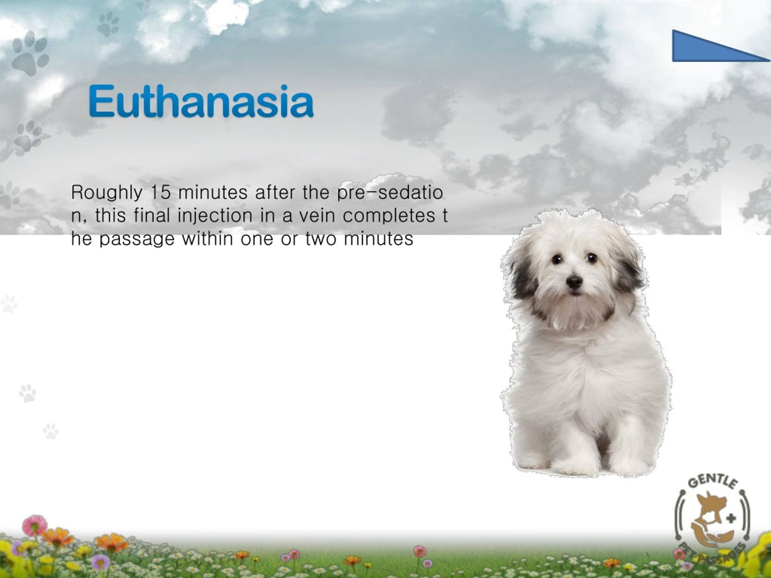 PPT Pet Euthanasia San Antonio PowerPoint Presentation, free download