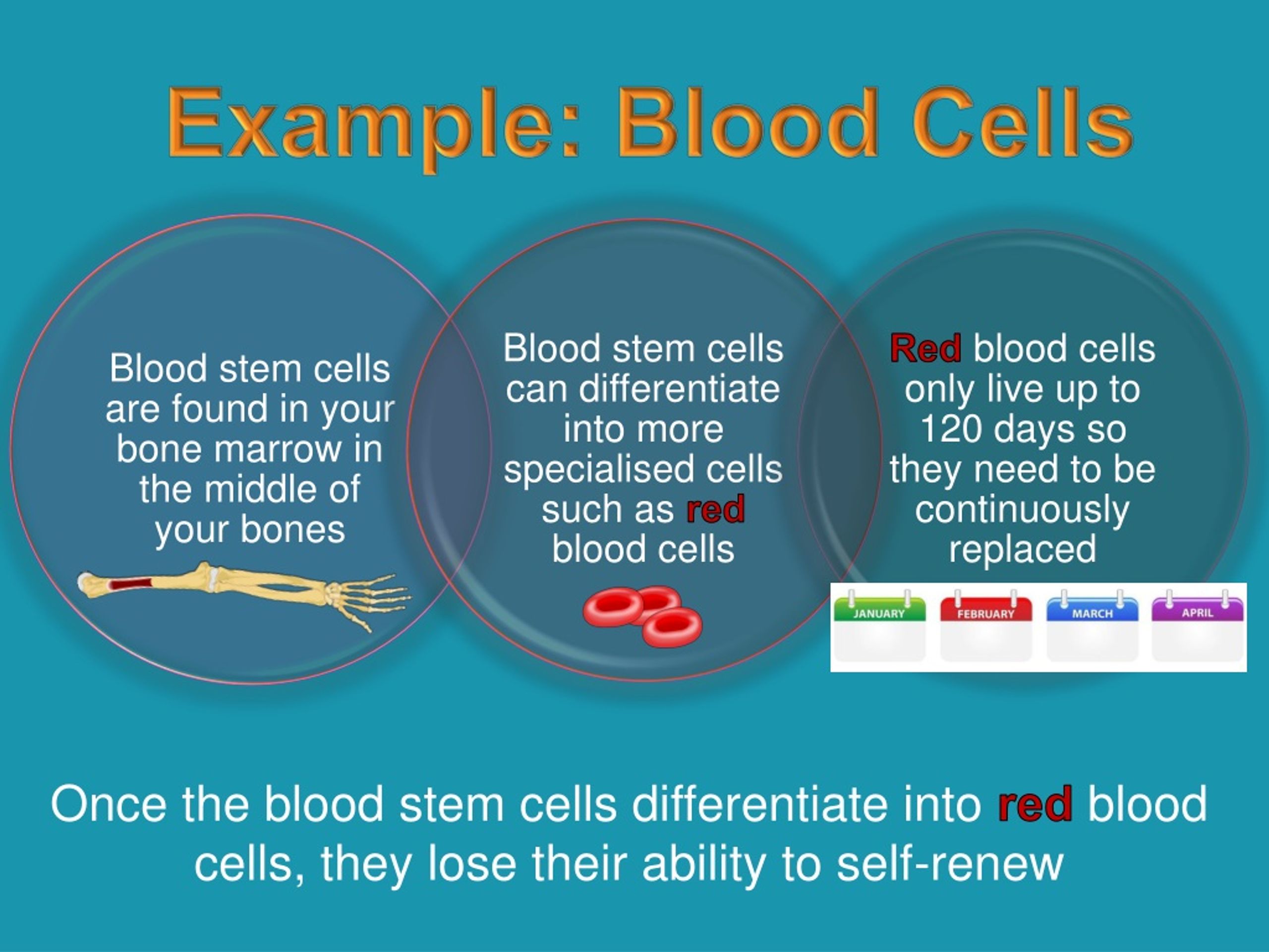 PPT Introducing STEM CELLS PowerPoint Presentation, free download ID836632