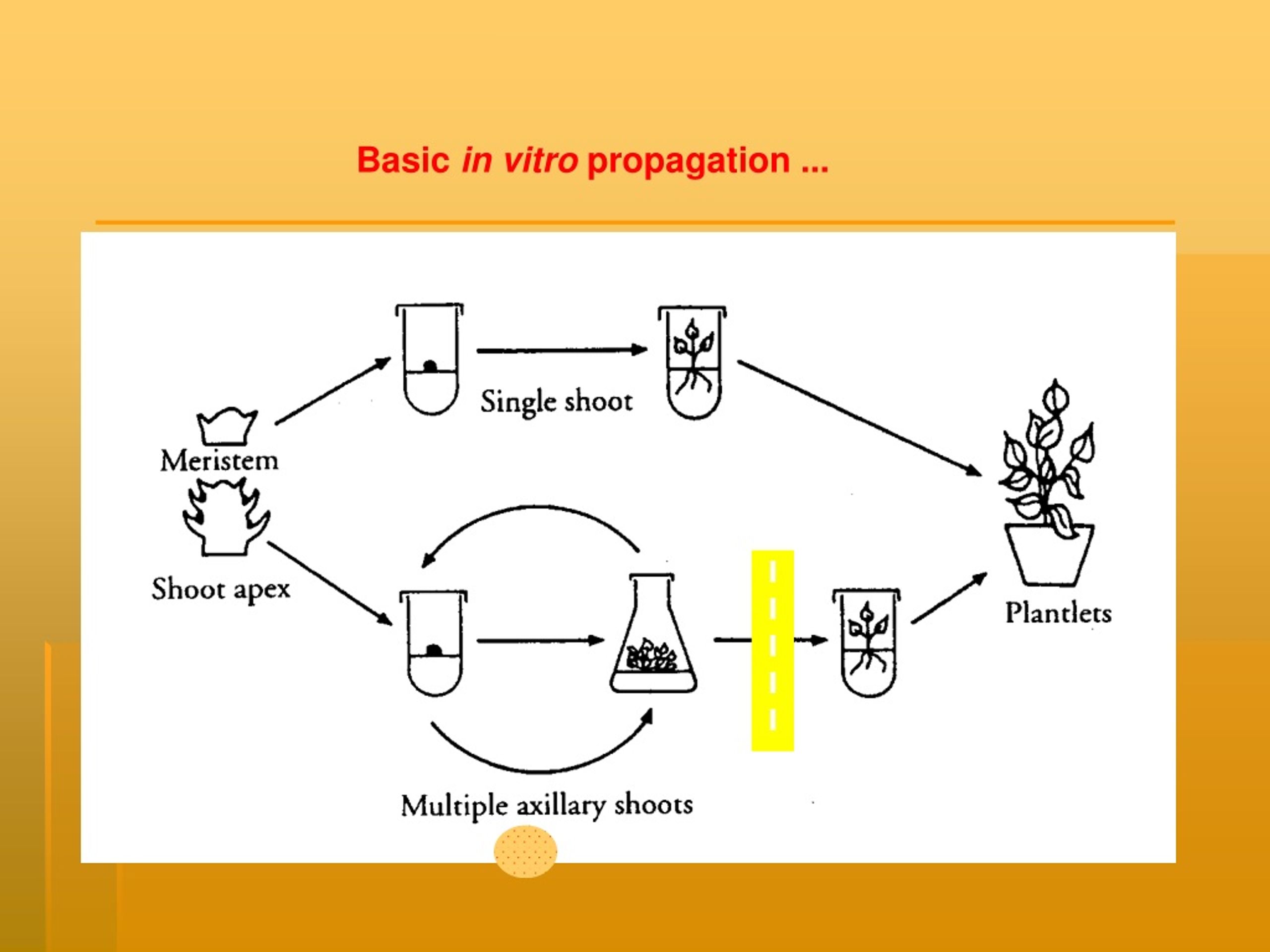 PPT MICROPROPAGATION PowerPoint Presentation, free download ID8620309
