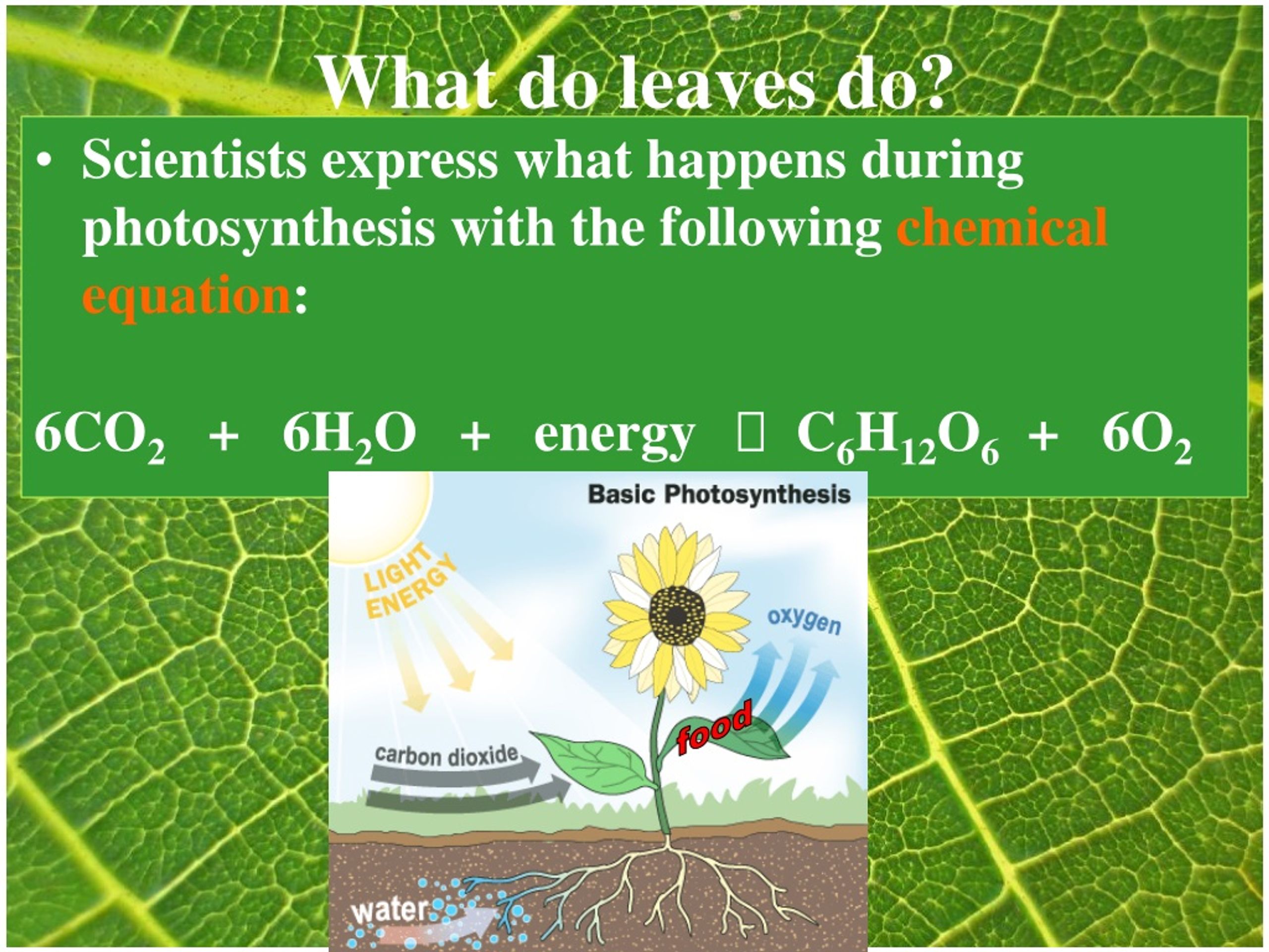 PPT Photosynthesis PowerPoint Presentation, free download ID8623754