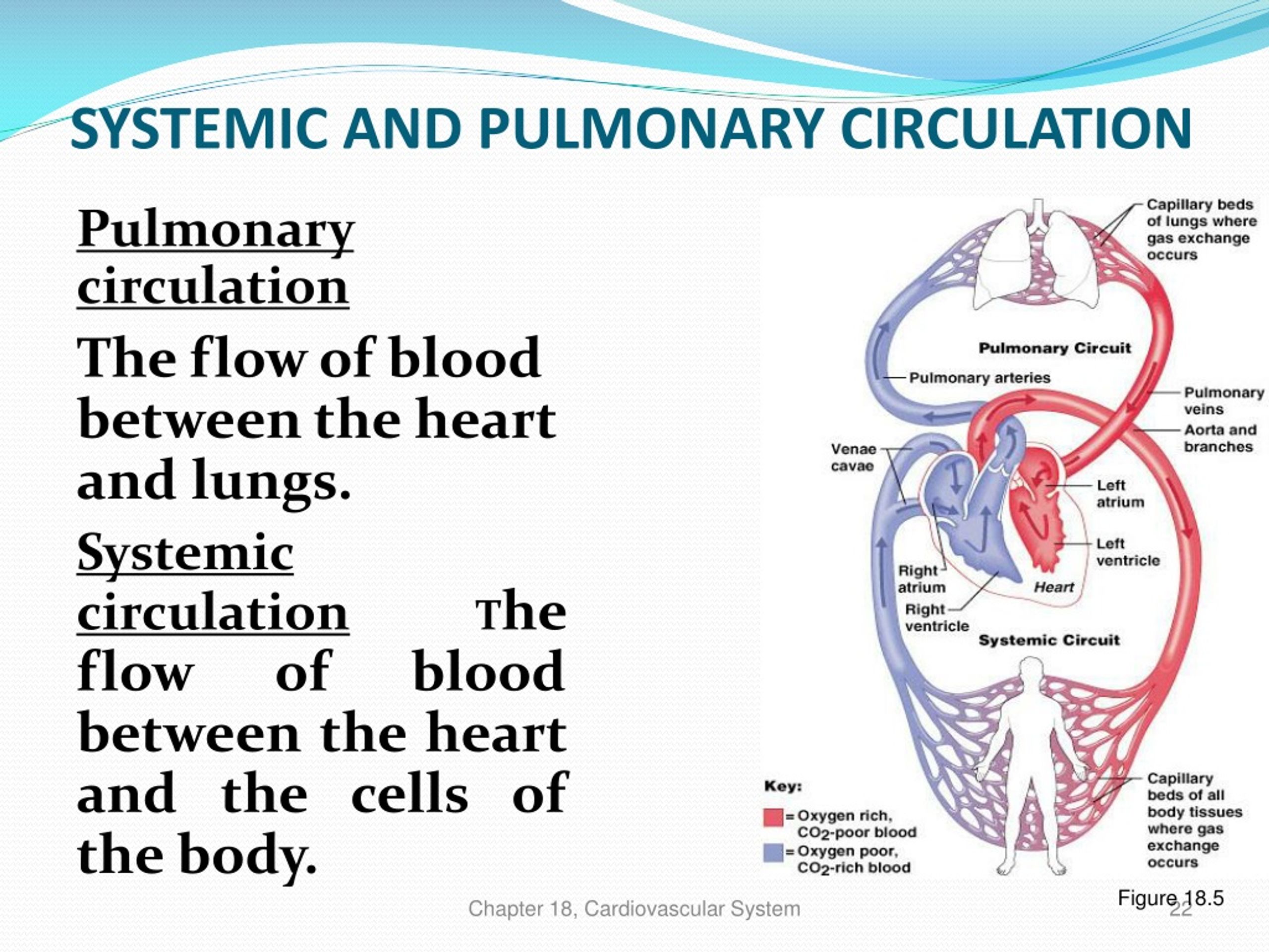 PPT Human Circulatory System PowerPoint Presentation, free download