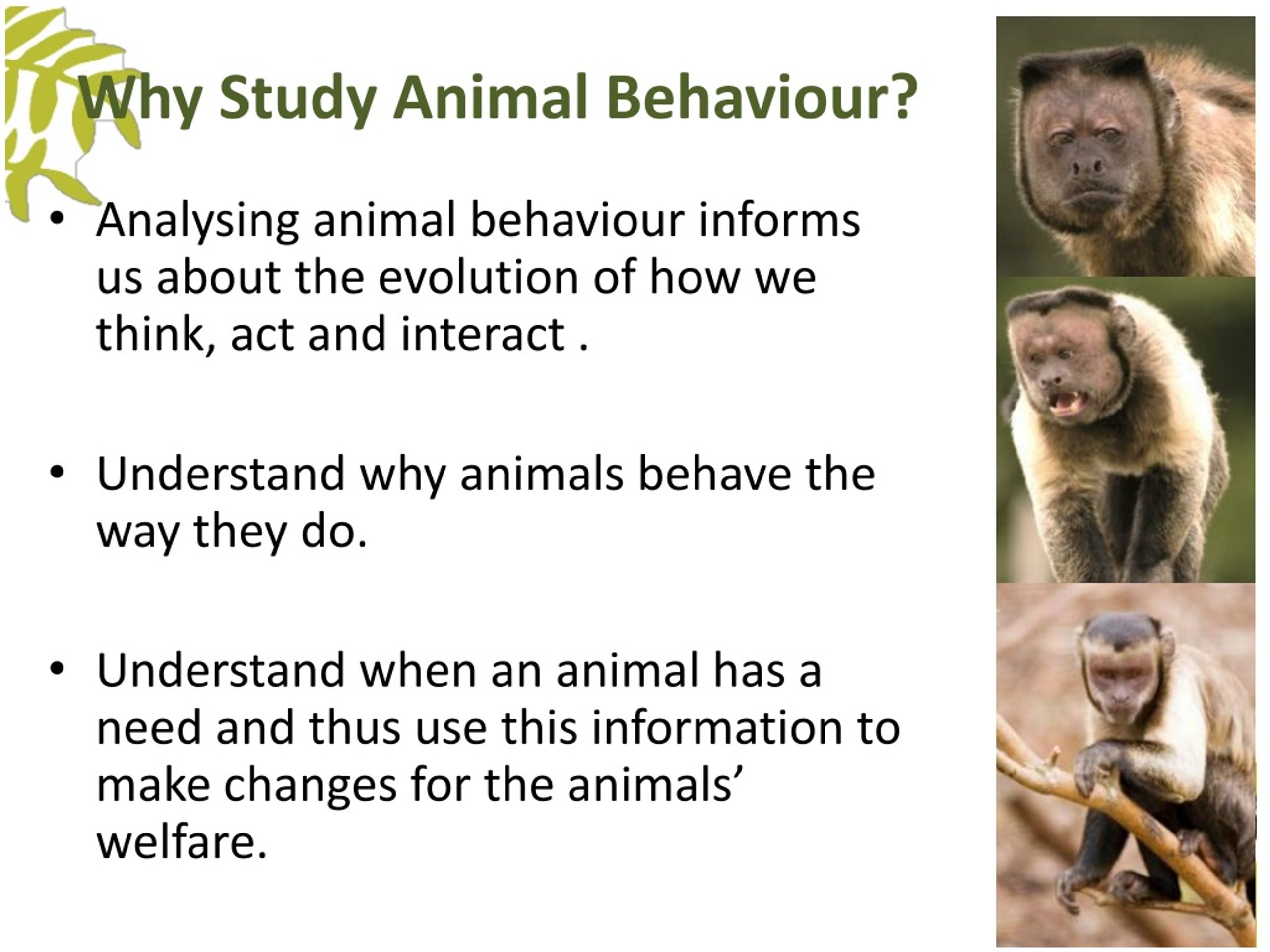 PPT Measuring Behaviour PowerPoint Presentation, free download ID