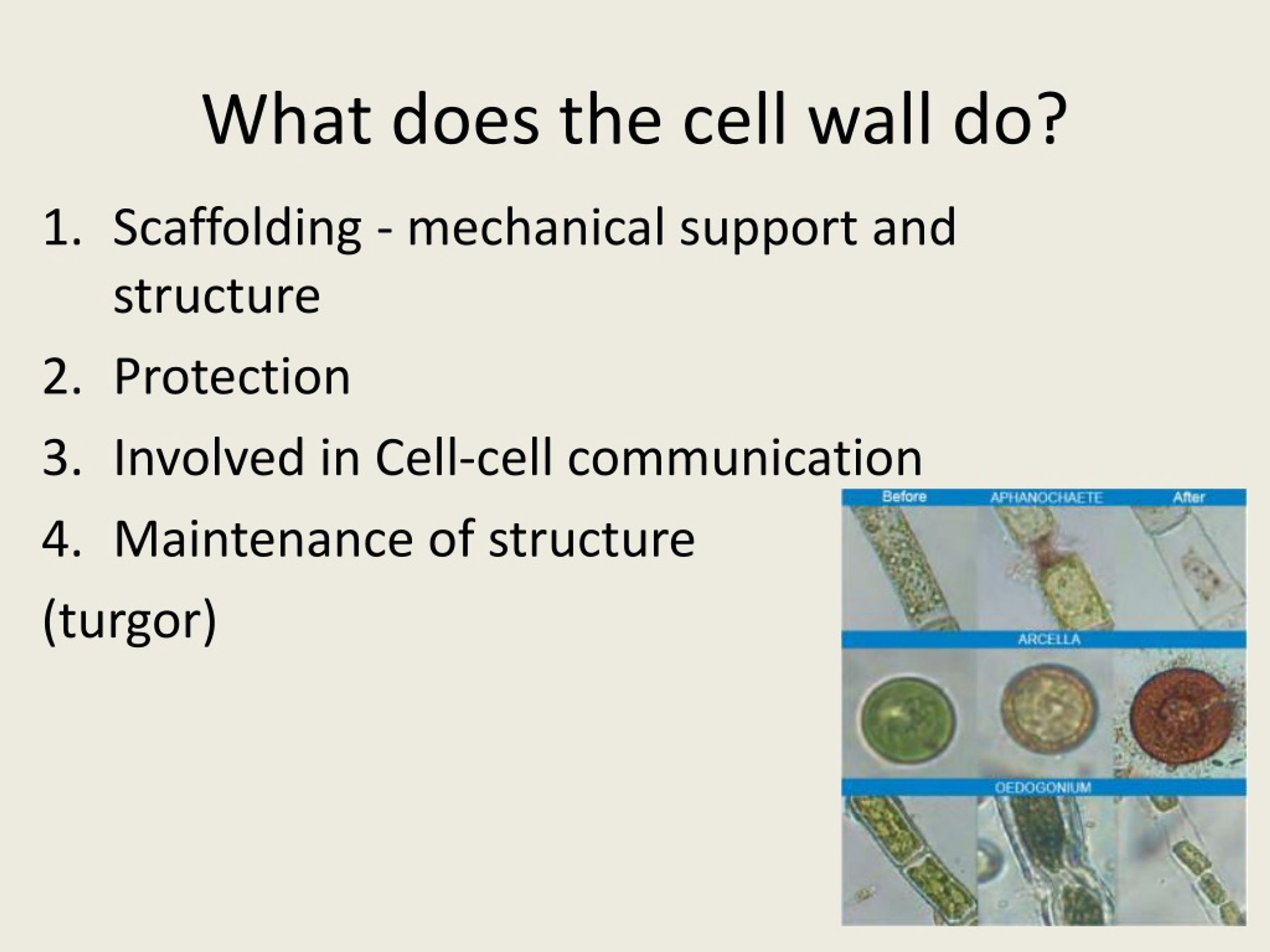 PPT Some organisms have a CELL WALL PowerPoint Presentation, free