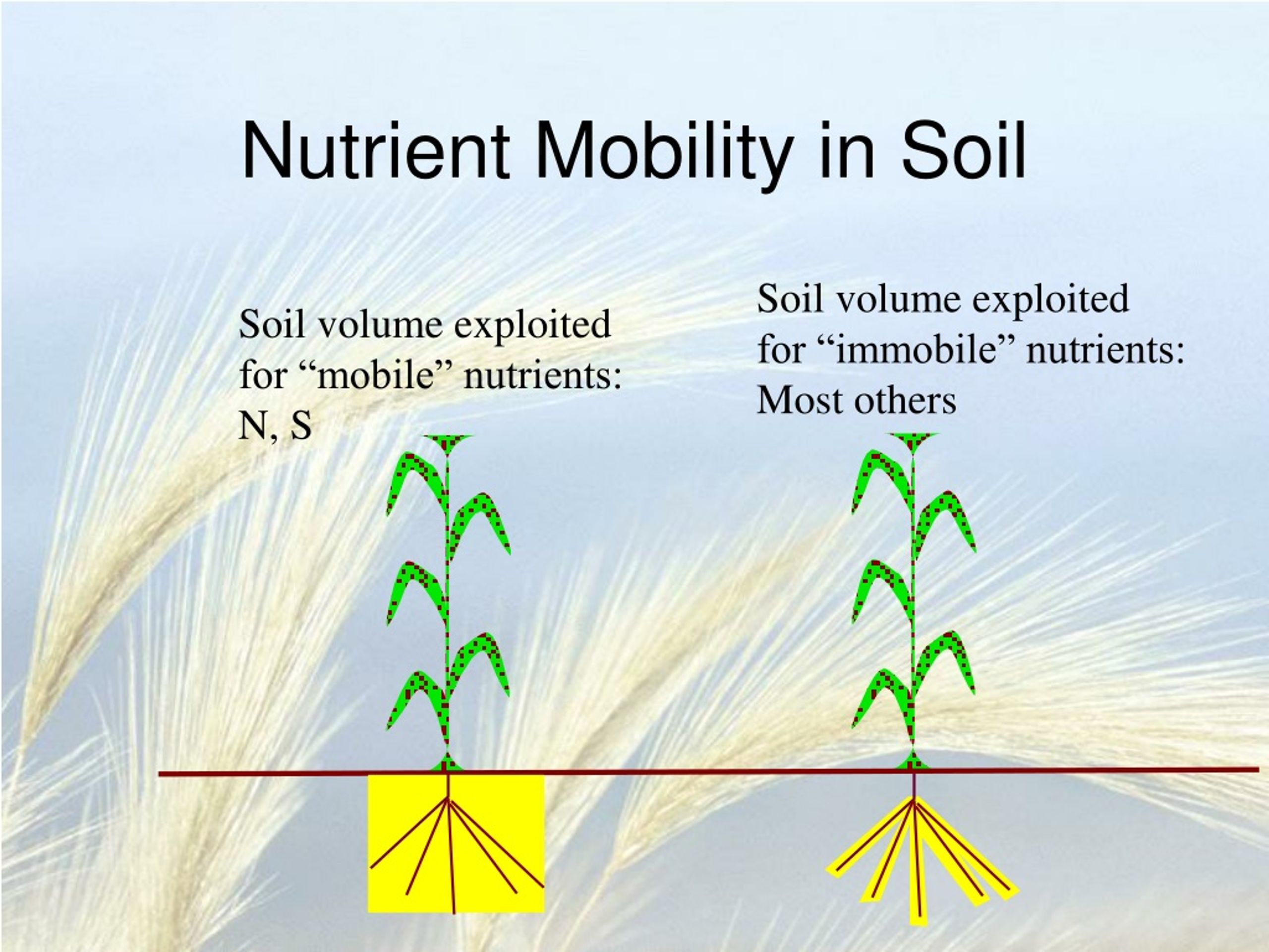PPT Nutrient Availability in Soil Key Concepts and Measurement