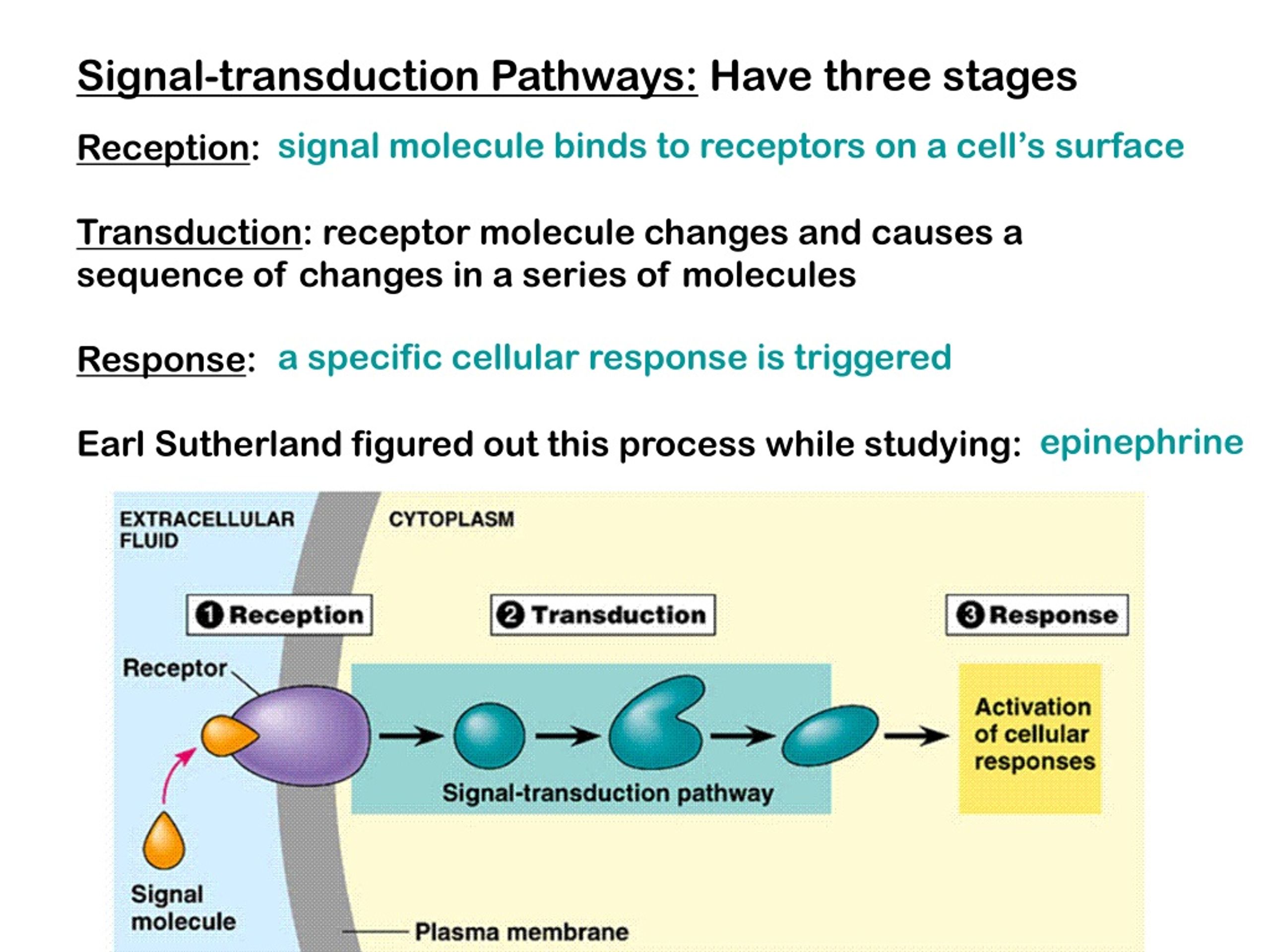 PPT Cell Communication PowerPoint Presentation, free download ID