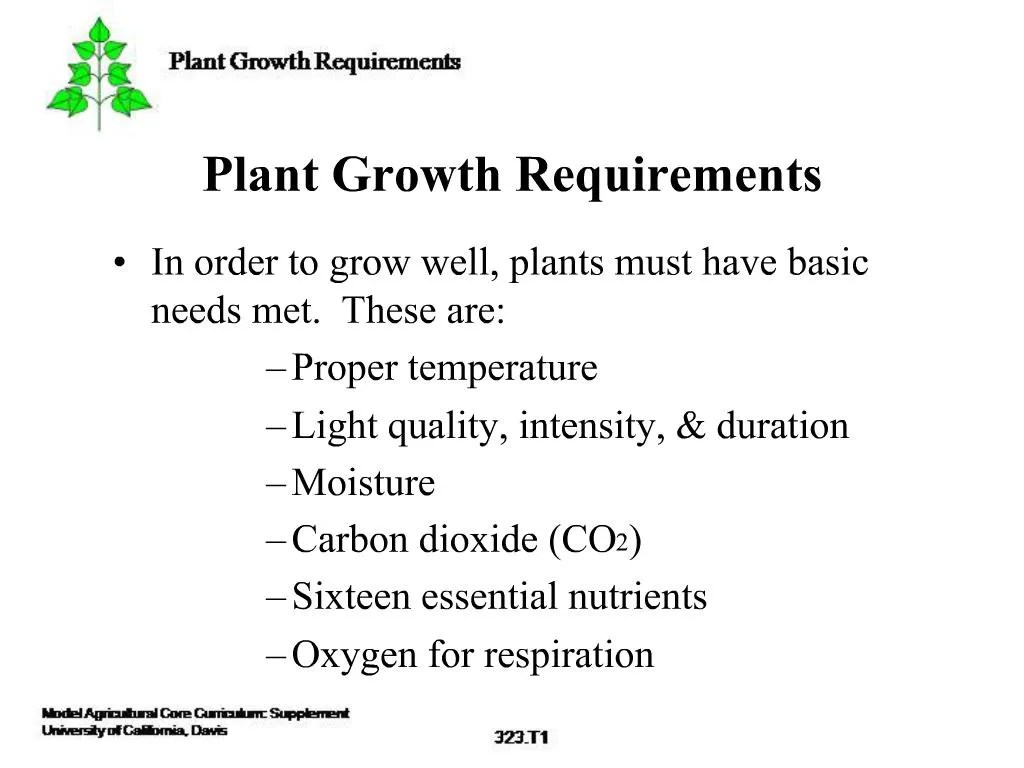 PPT Plant Growth Requirements PowerPoint Presentation, free download