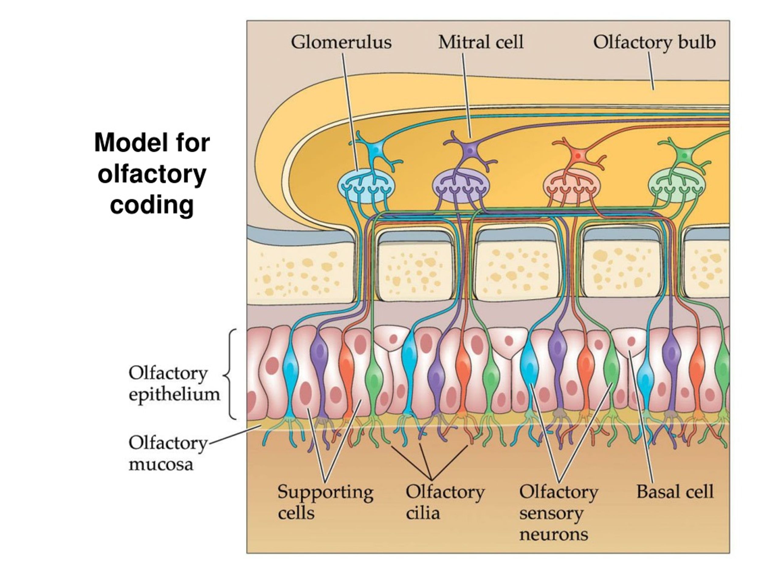 PPT Neurotransmitters PowerPoint Presentation, free download ID8837828
