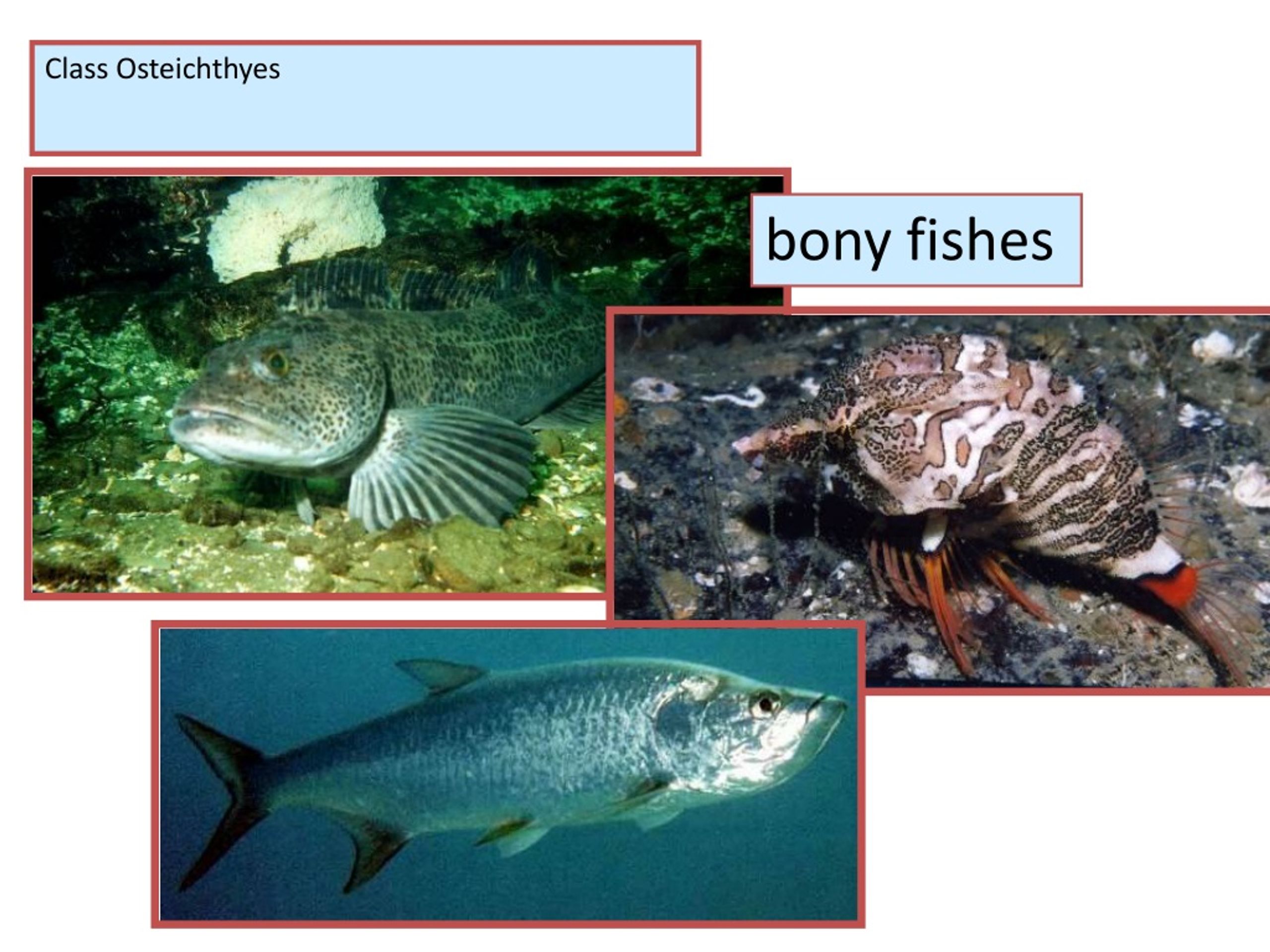 PPT ClassOsteichthyes PowerPoint Presentation, free download ID