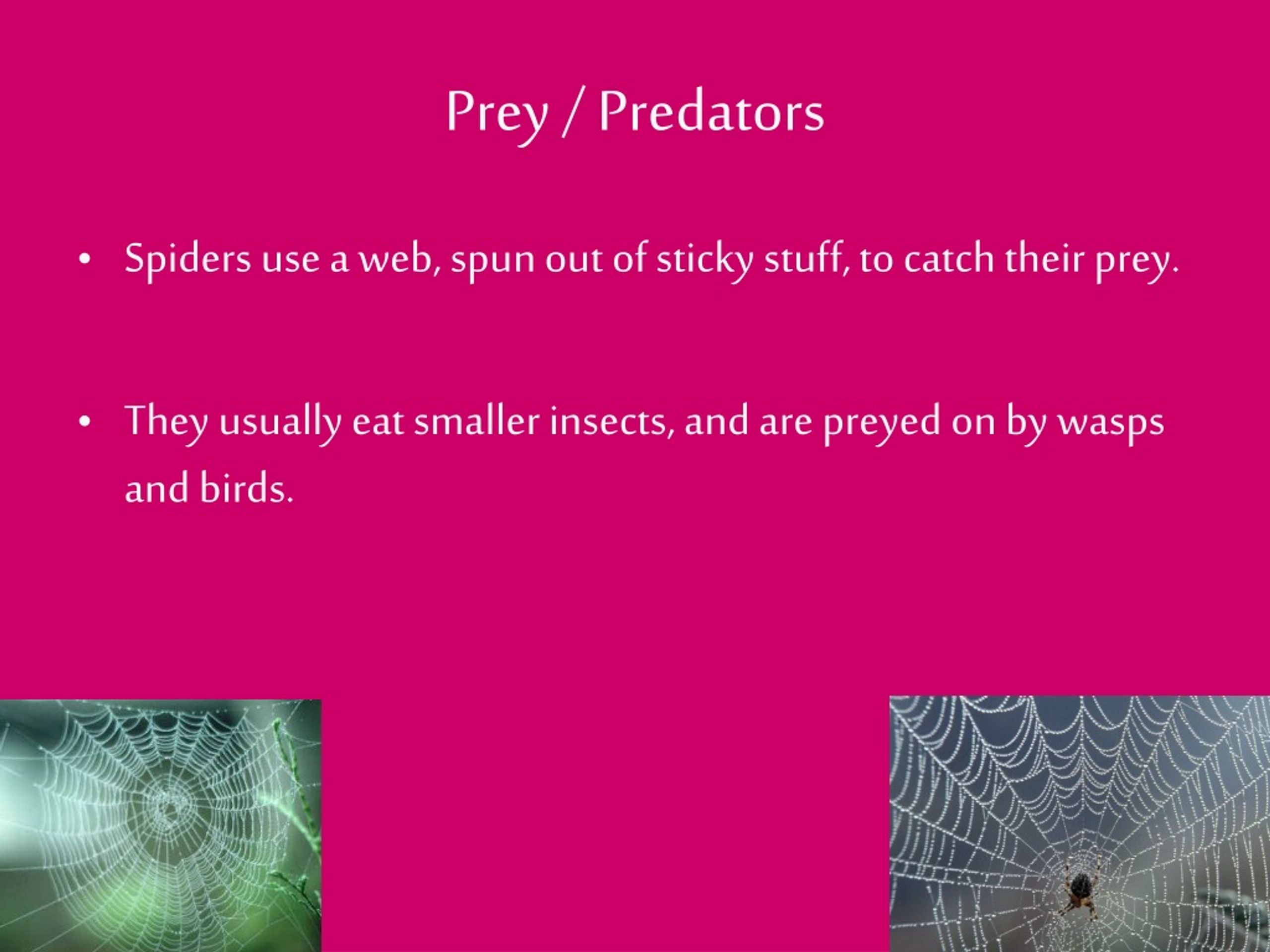 PPT Spiders PowerPoint Presentation, free download ID8902646