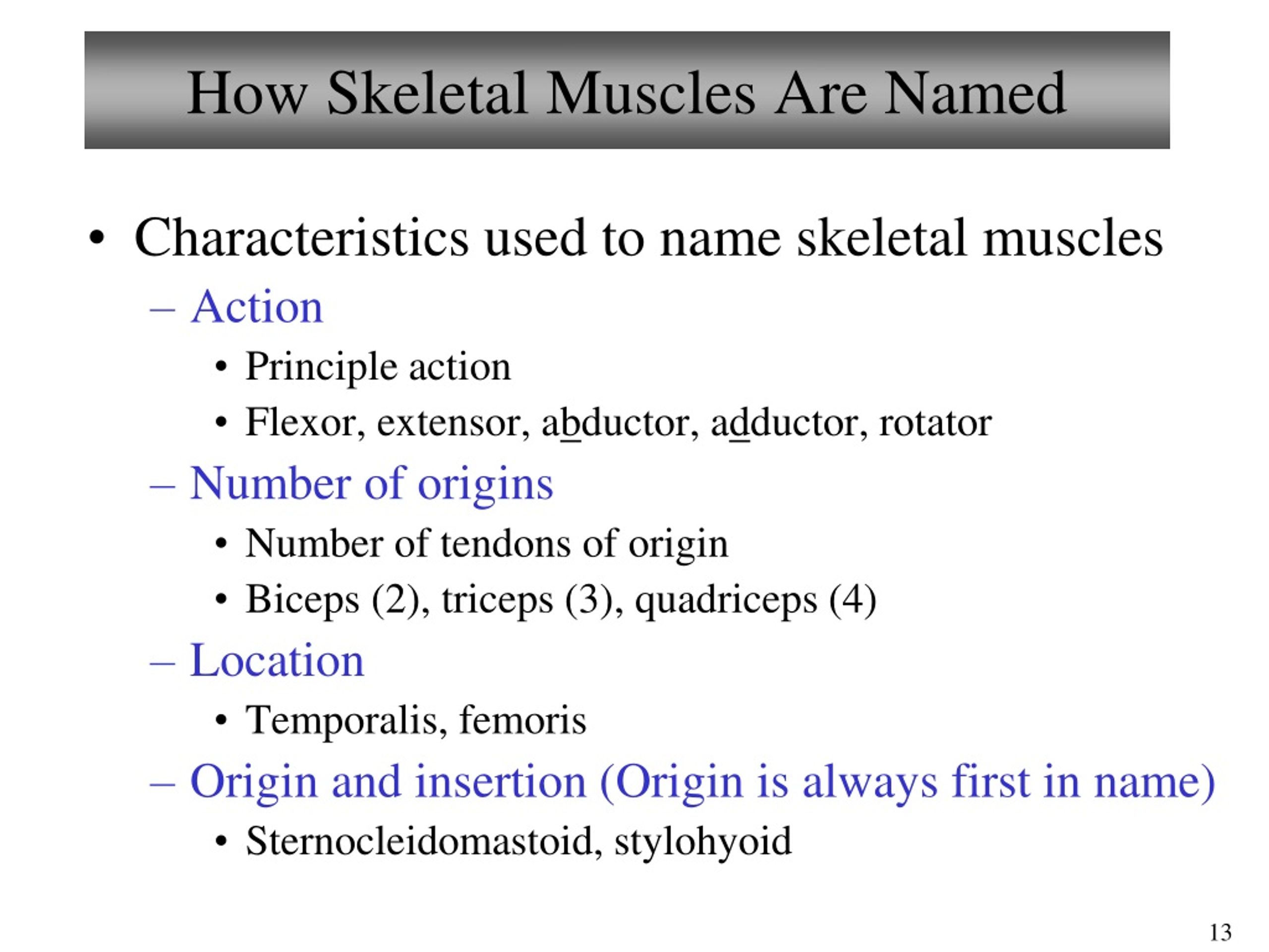 Review Sheet Exercise 46 Surface Anatomy Roundup