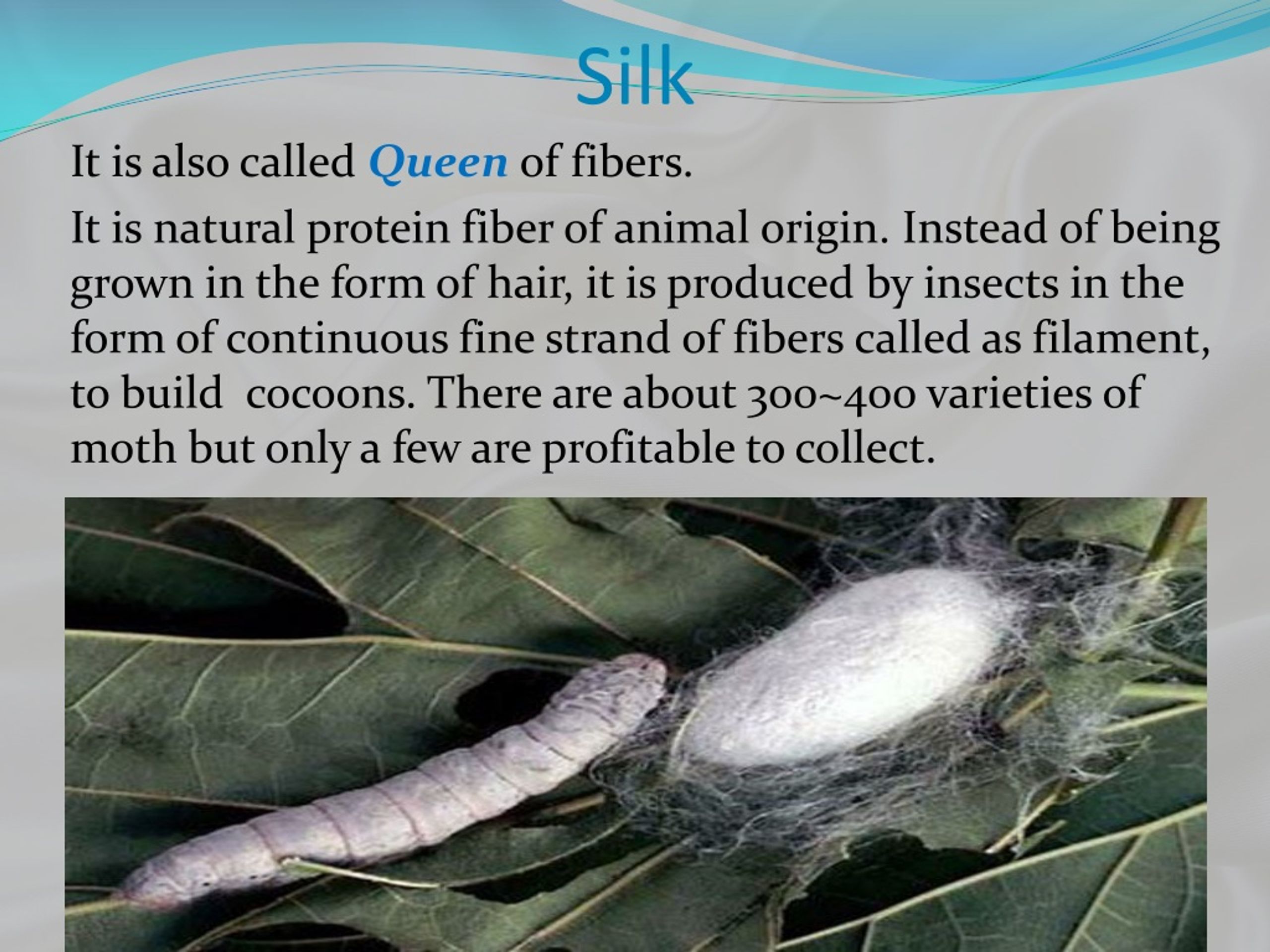 PPT Silk PowerPoint Presentation, free download ID8952685