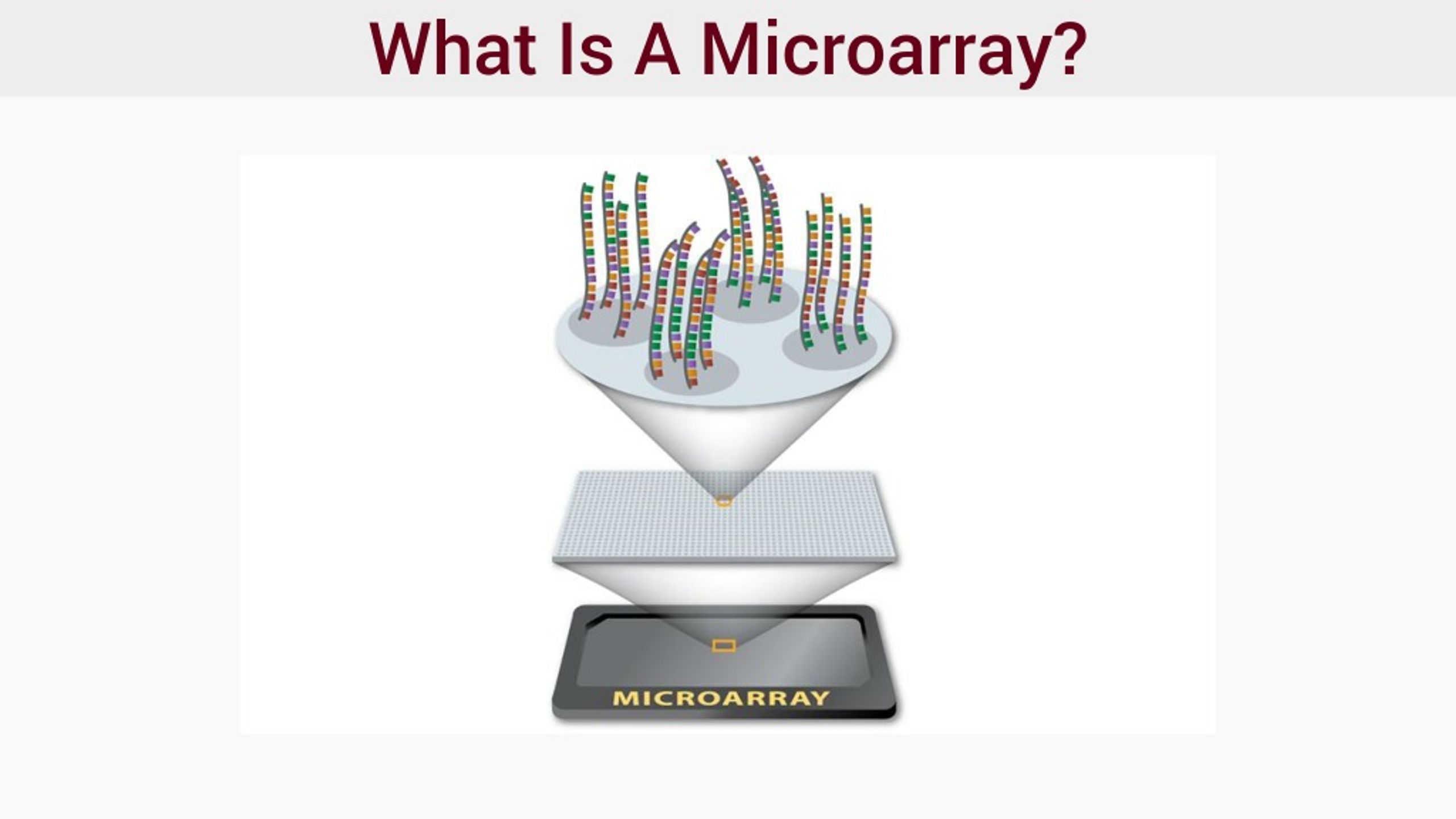 PPT Microarrays PowerPoint Presentation, free download ID8976659