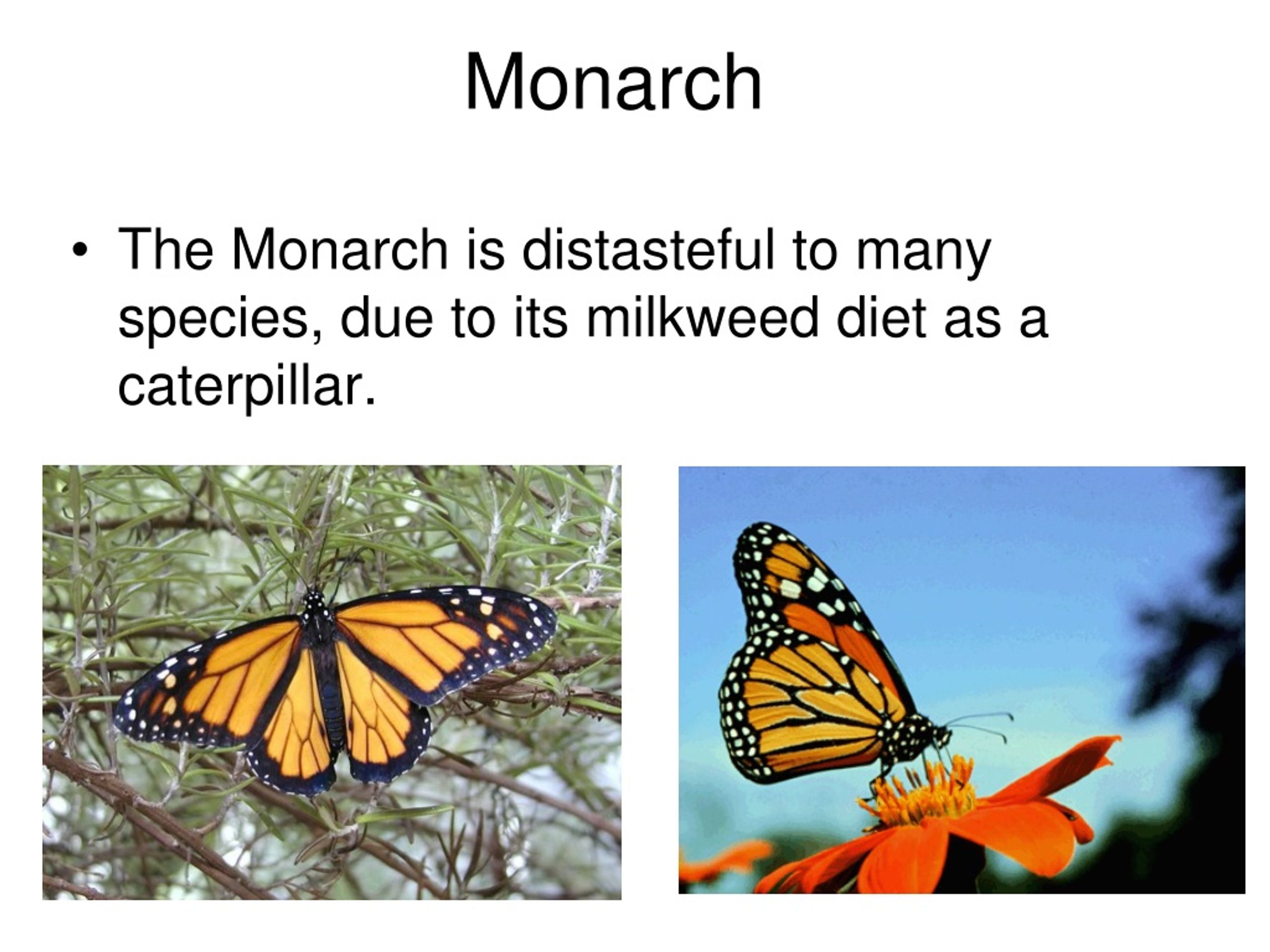 PPT Mimicry PowerPoint Presentation, free download ID9066908