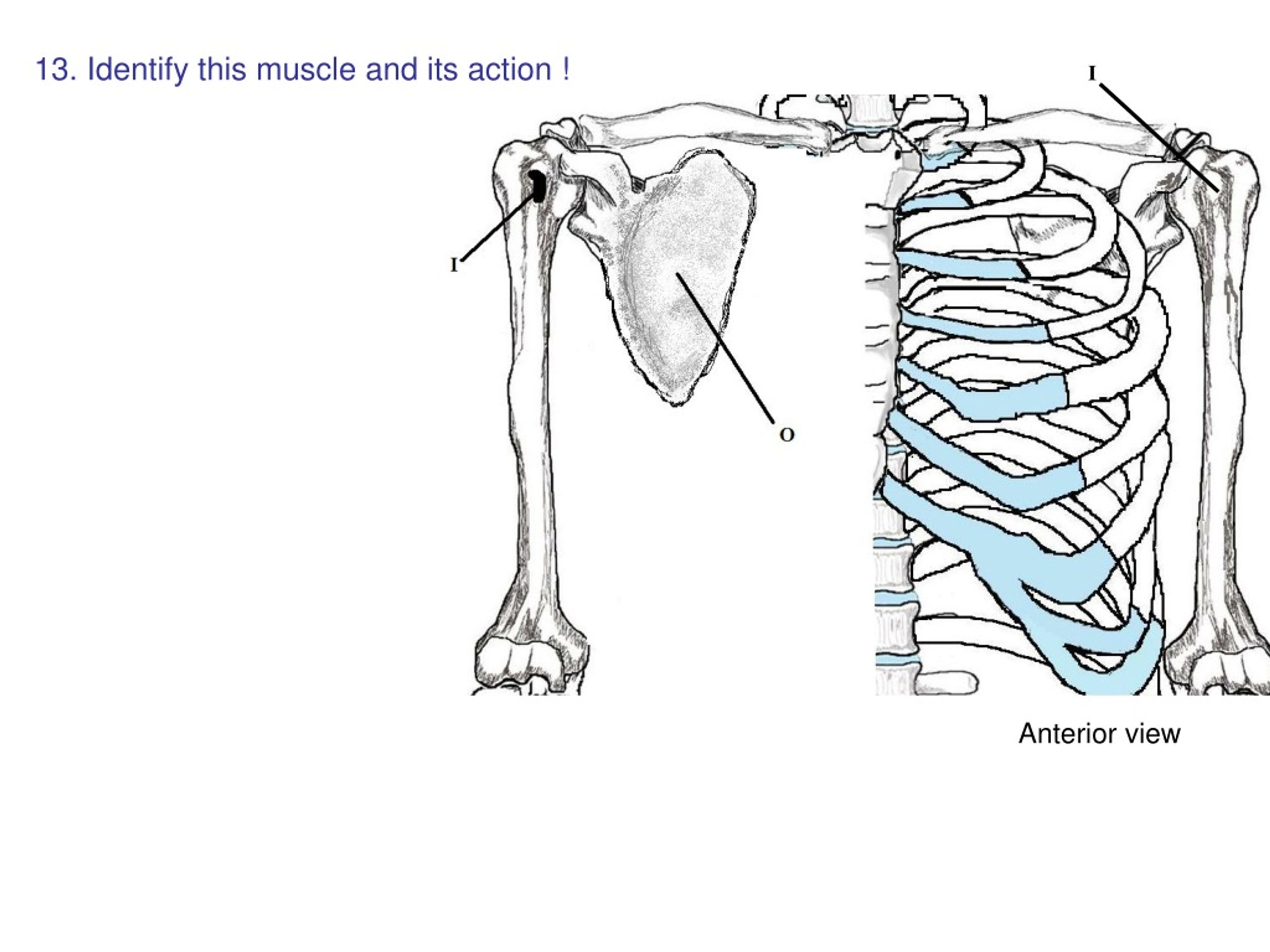 PPT Anatomy Muscles Flashcards PowerPoint Presentation, free download