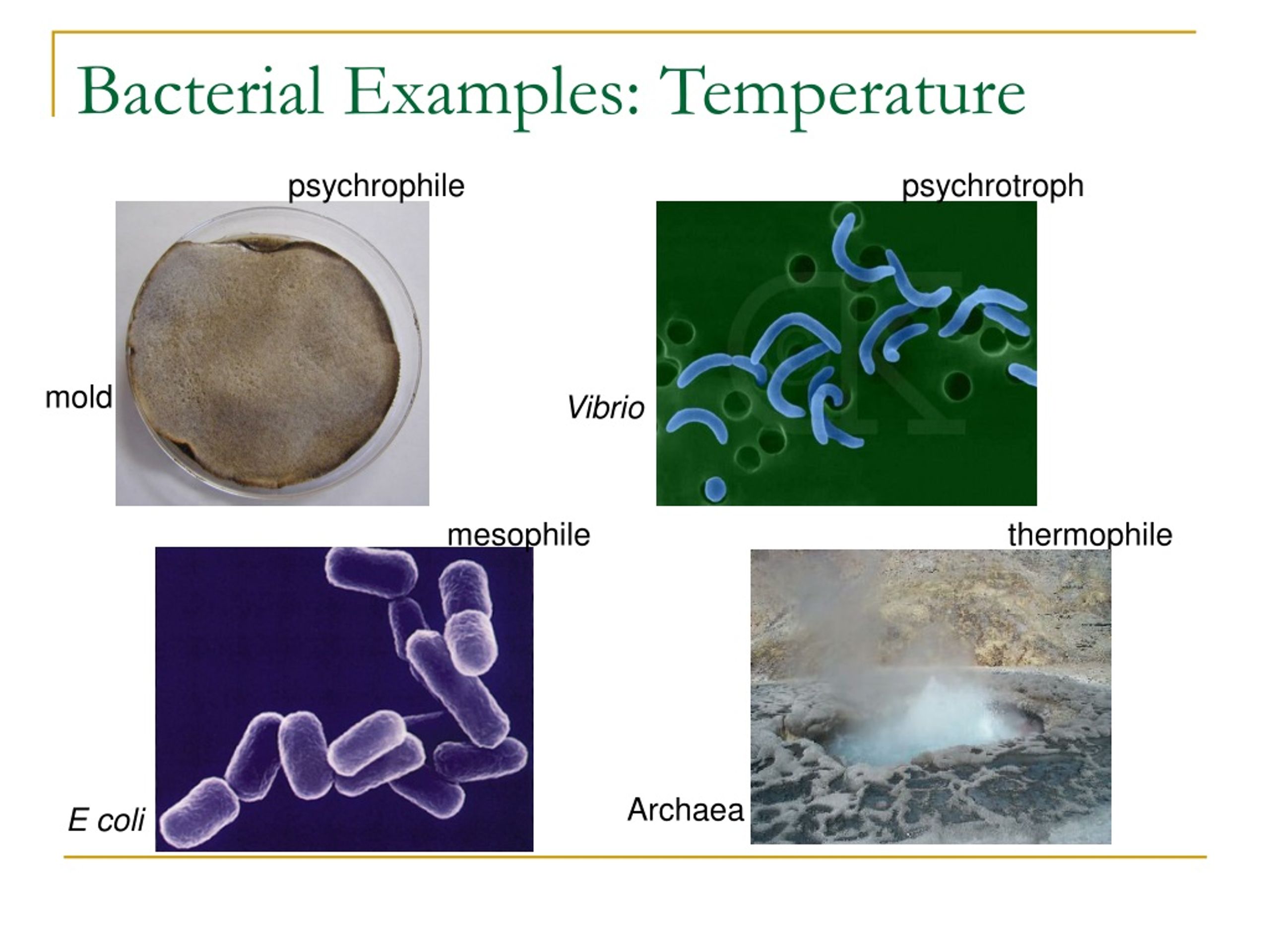 PPT Bacterial Requirements & Growth Reproduction, Nutrition, and Environmental Factors