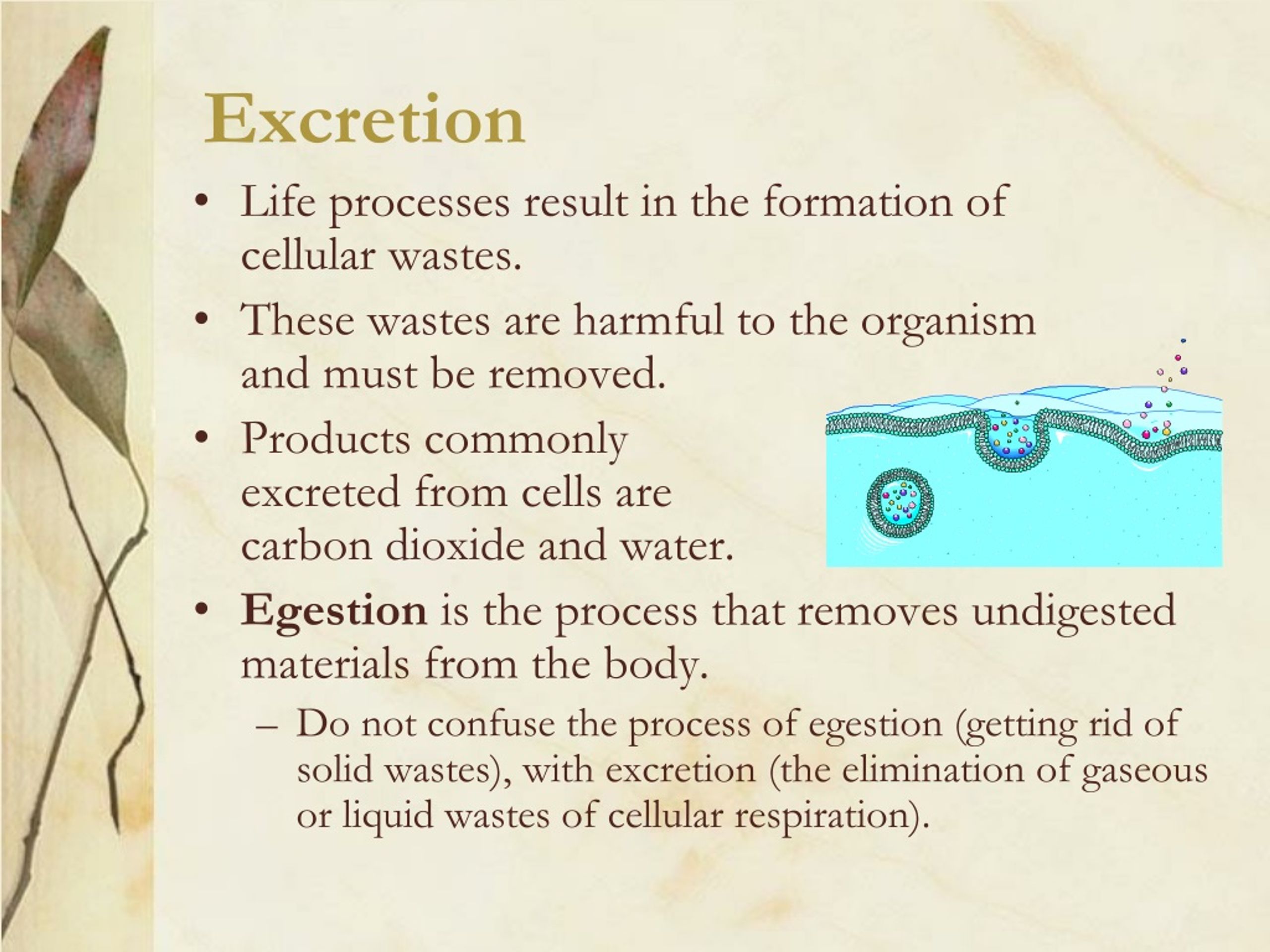 PPT Characteristics of Living Things PowerPoint Presentation, free