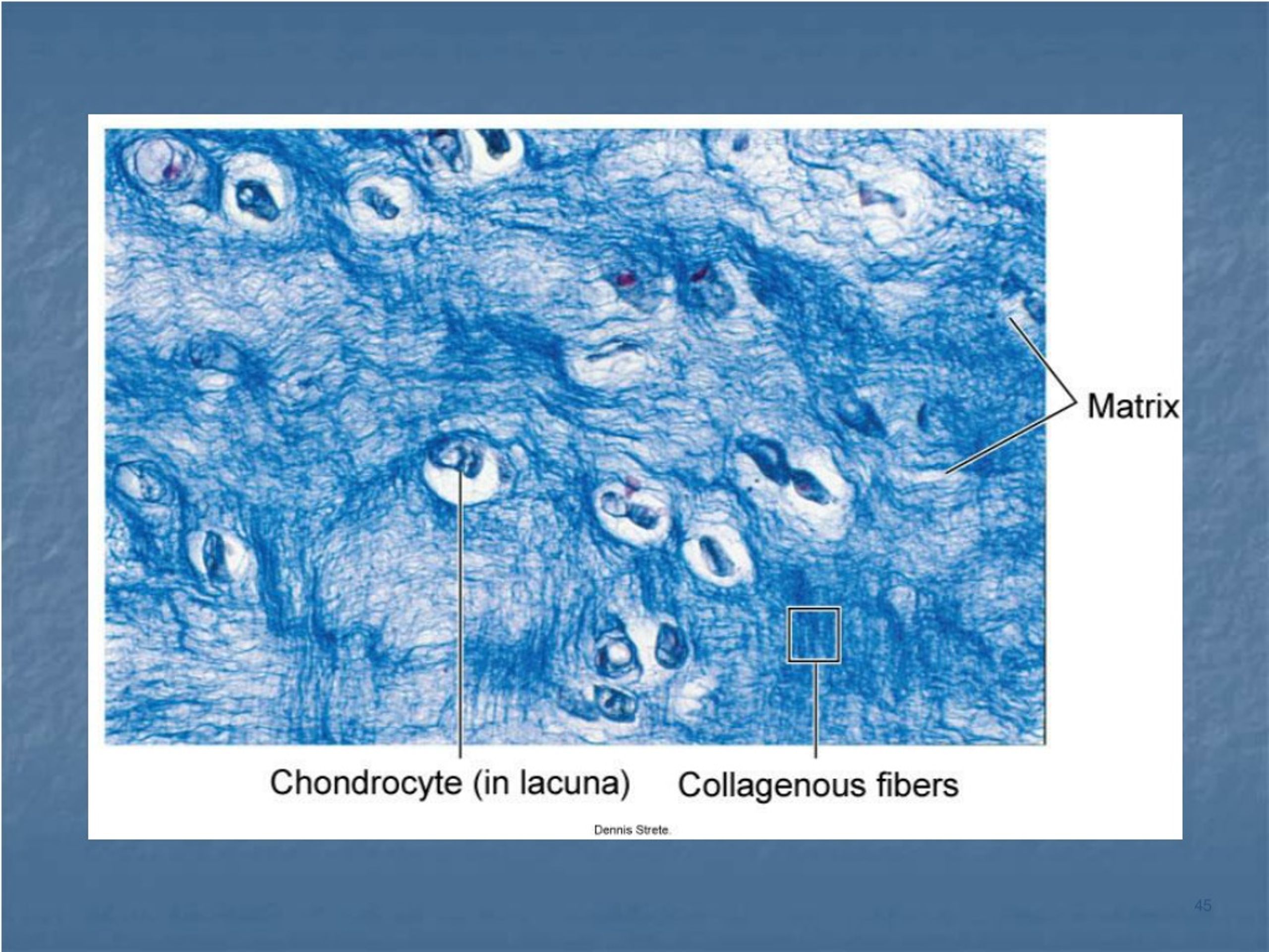 PPT Chapter 6 Tissues PowerPoint Presentation, free download ID9100420