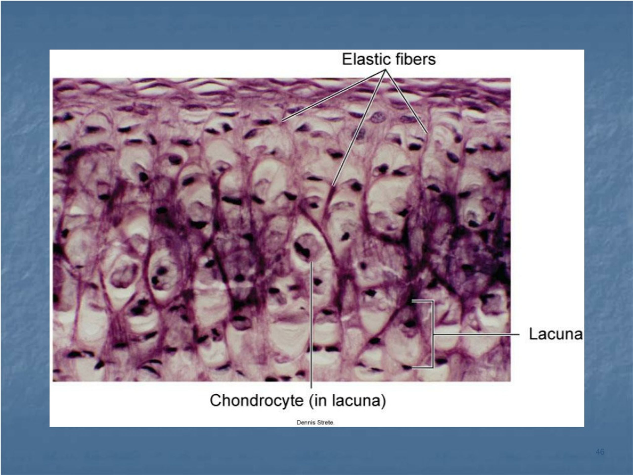PPT Chapter 6 Tissues PowerPoint Presentation, free download ID9100420