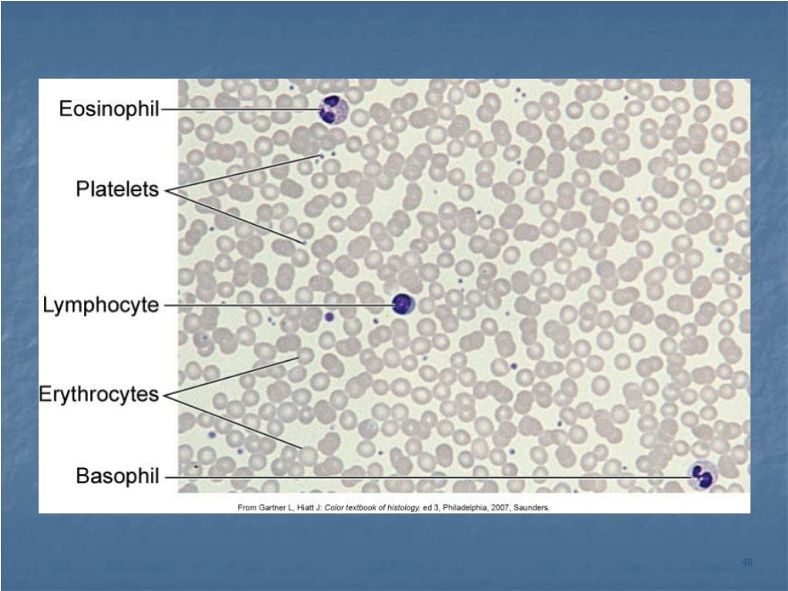 PPT Chapter 6 Tissues PowerPoint Presentation, free download ID9100420