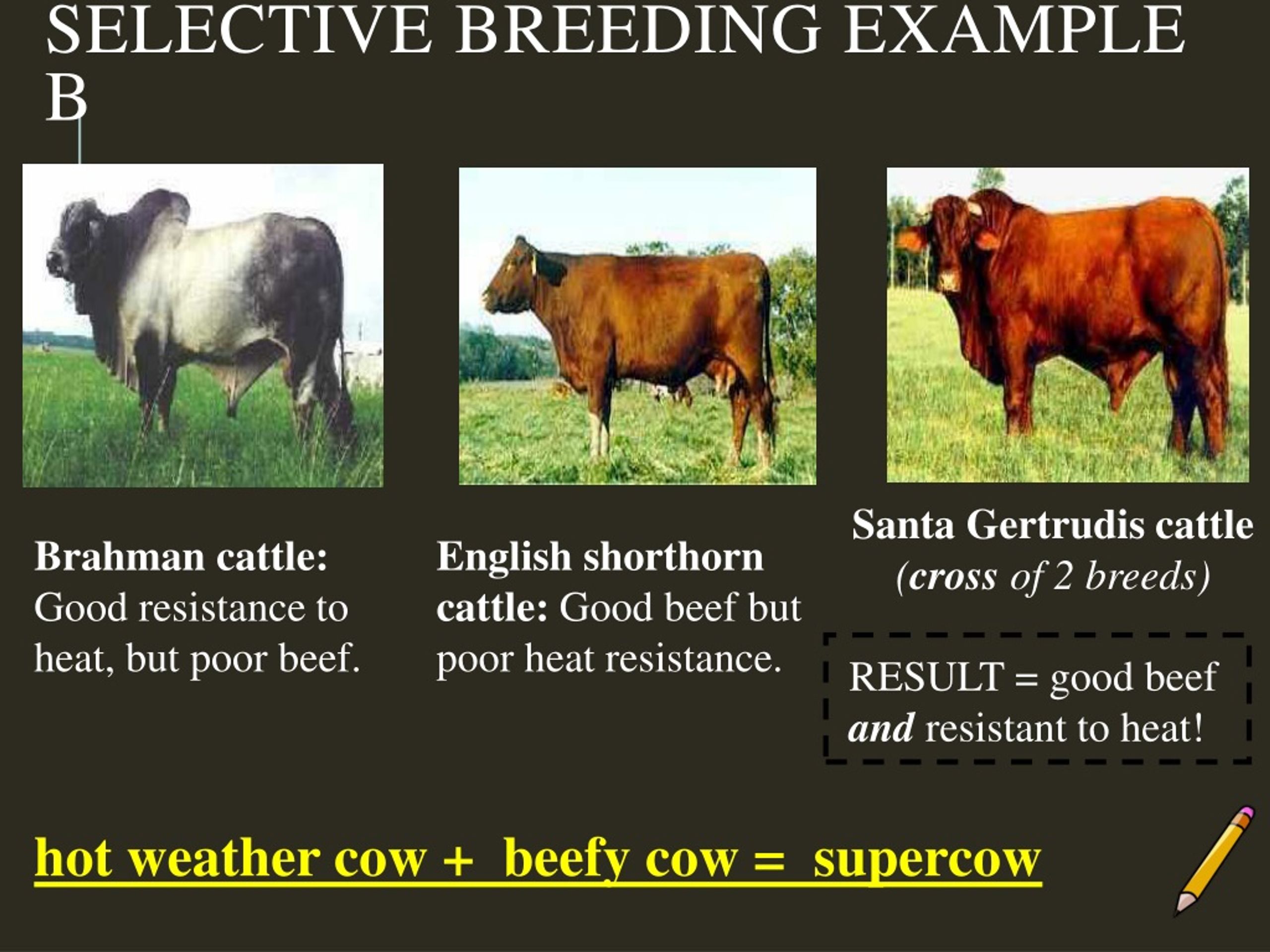 PPT AIM Engineering and Selective Breeding PowerPoint