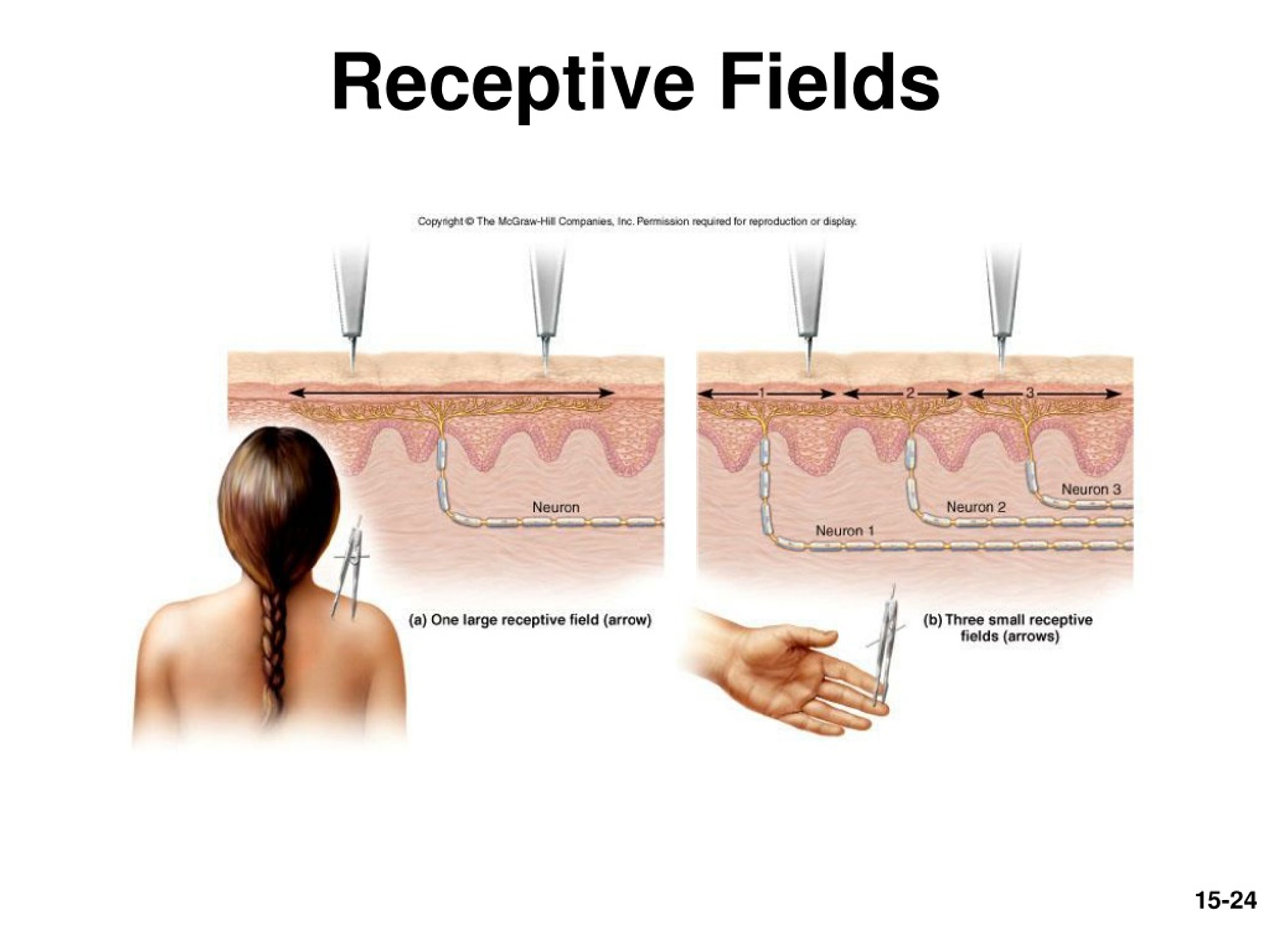 PPT Autonomic Nervous System and Visceral Reflexes PowerPoint