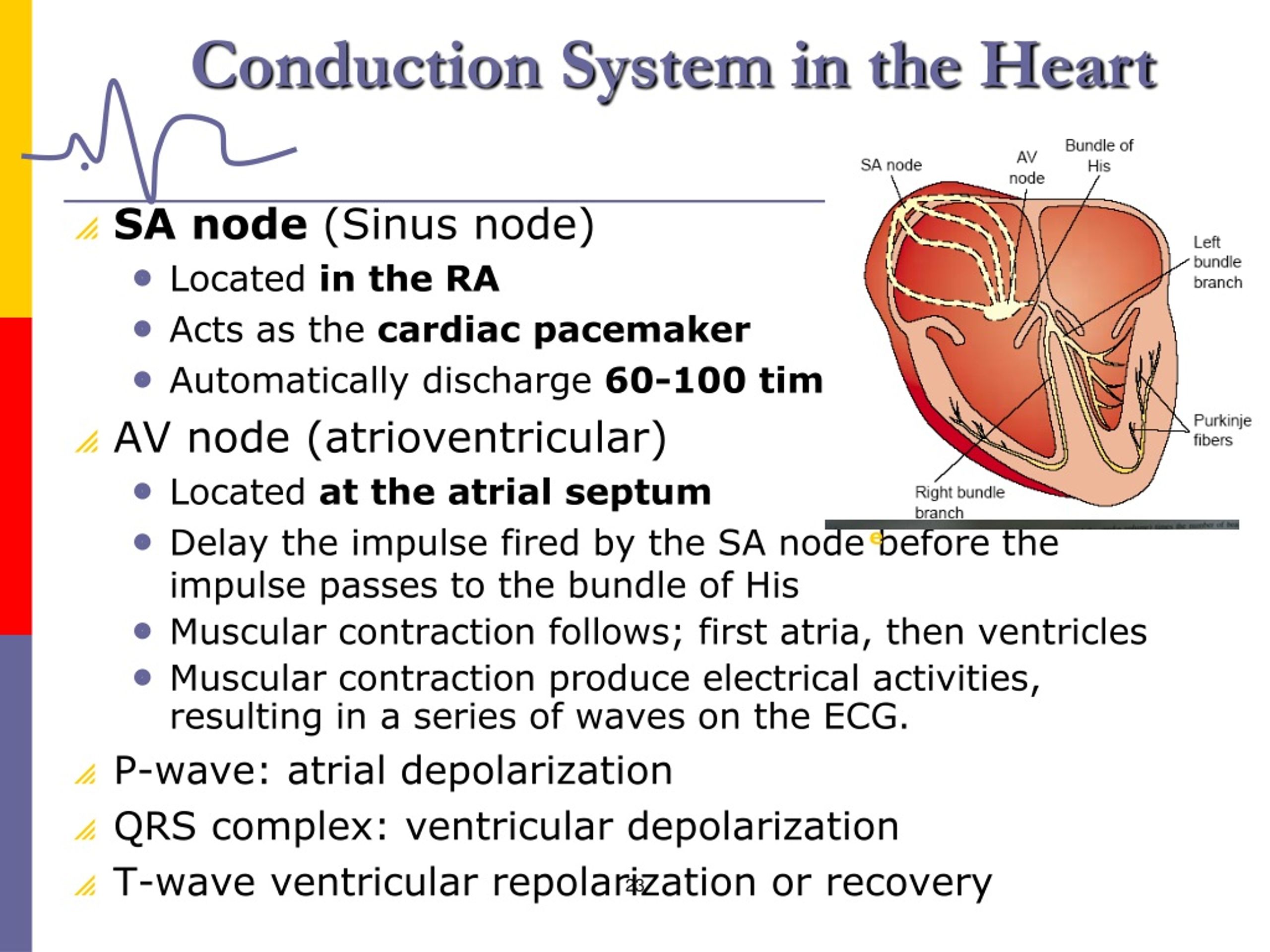 PPT Assessment of Cardiac System PowerPoint Presentation, free