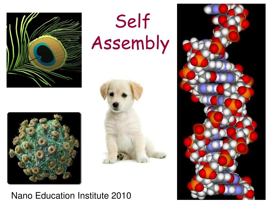 PPT Self Assembly PowerPoint Presentation, free download ID9171737